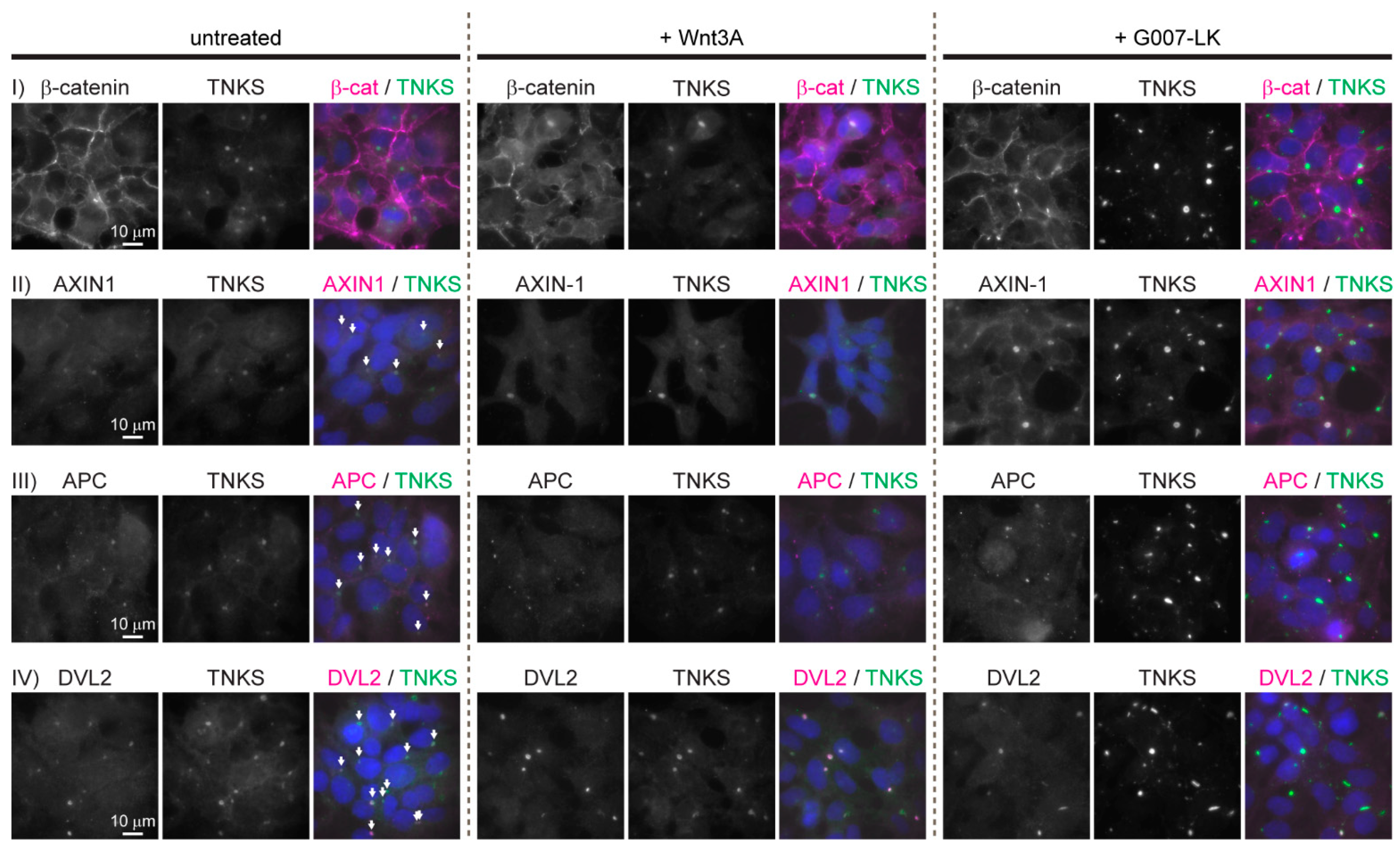 Genes 12 01920 g001 Genes 12 01920 g001
