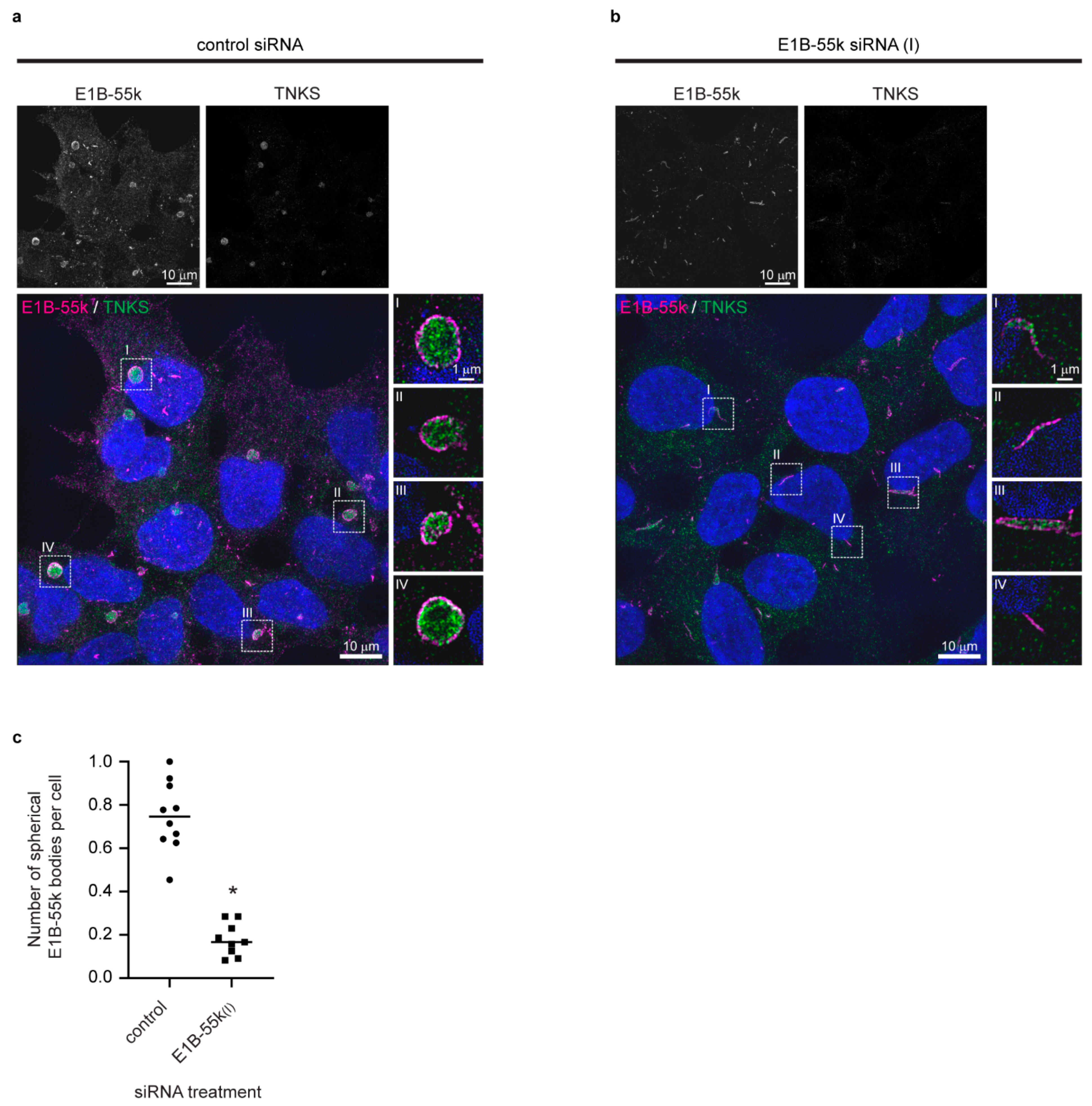 Genes 12 01920 g003 Genes 12 01920 g003