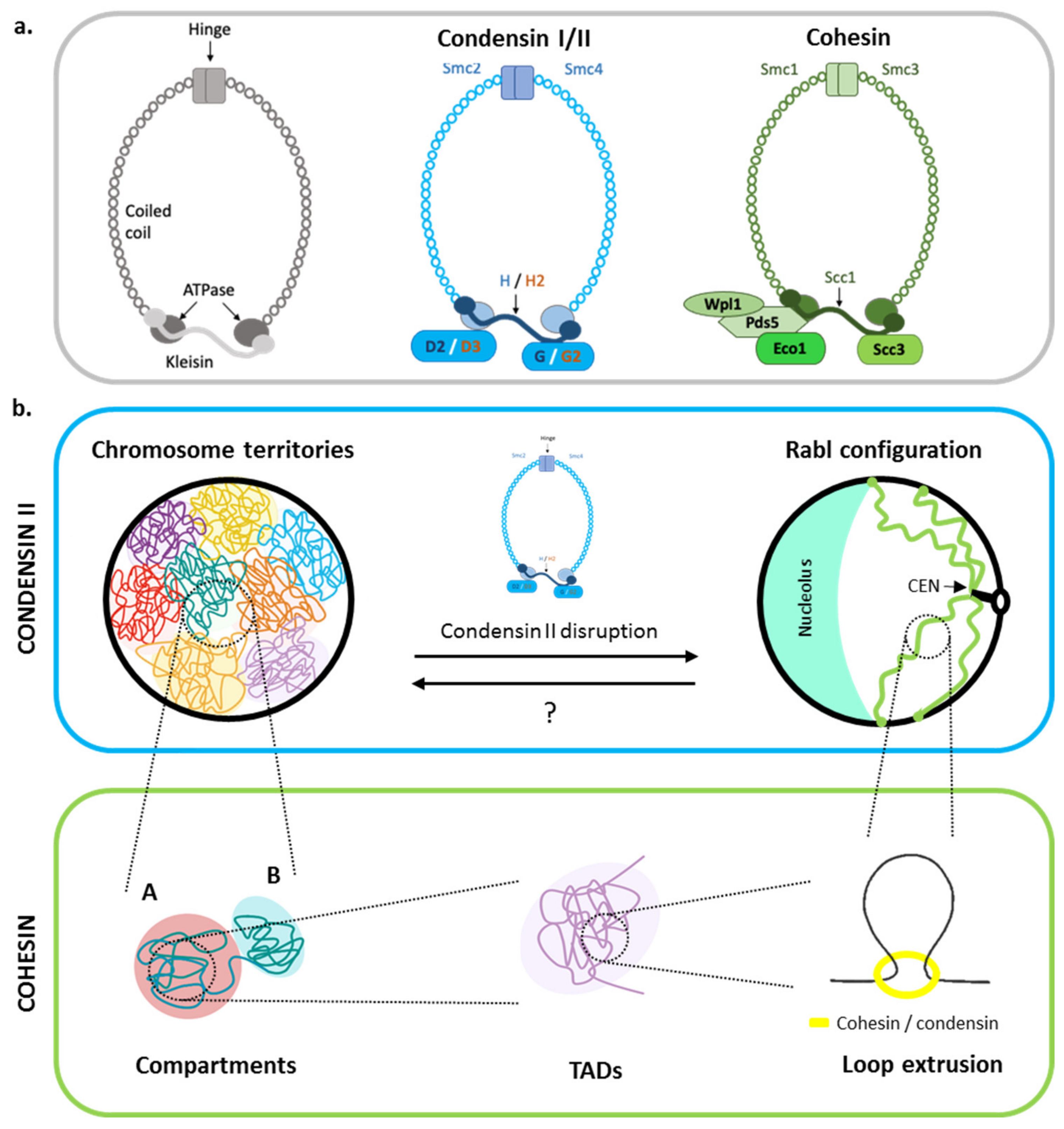 Genes 13 00007 g001 Genes 13 00007 g001