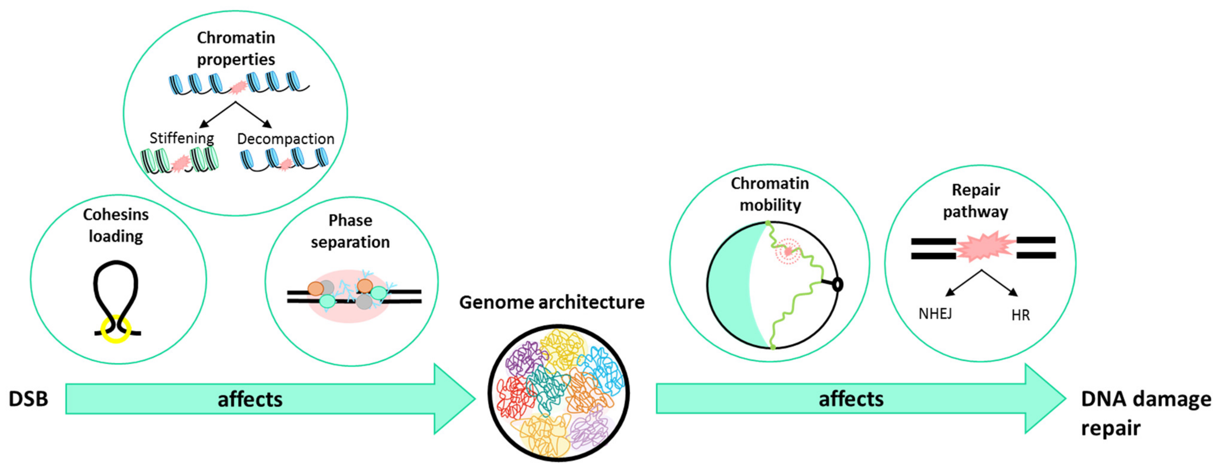 Genes 13 00007 g003 Genes 13 00007 g003