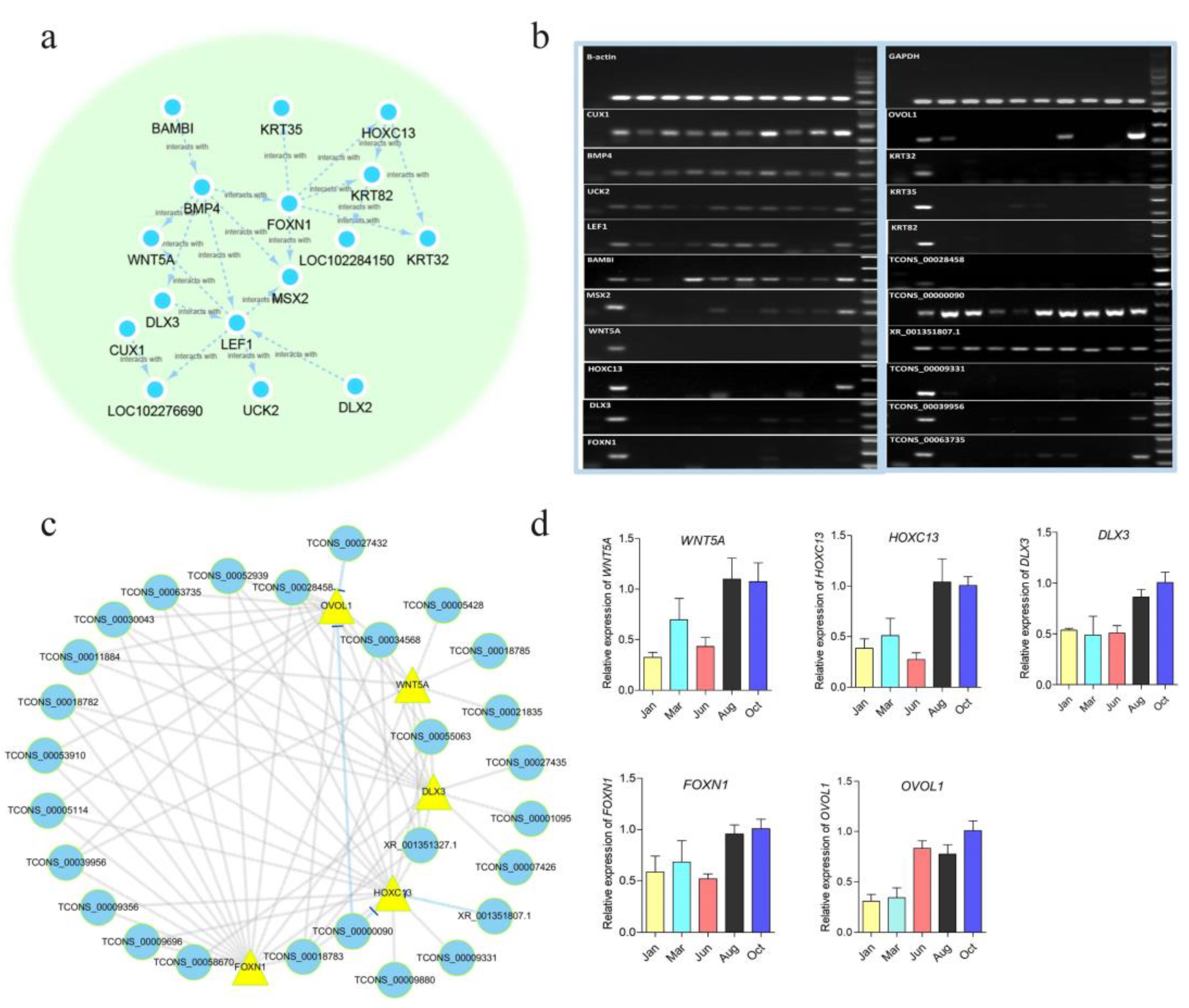 Genes 13 00032 g004 Genes 13 00032 g004