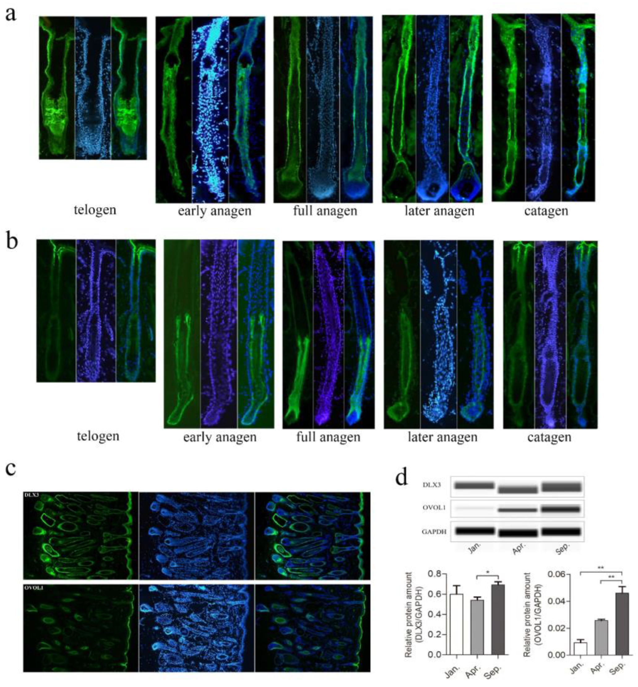 Genes 13 00032 g005 Genes 13 00032 g005