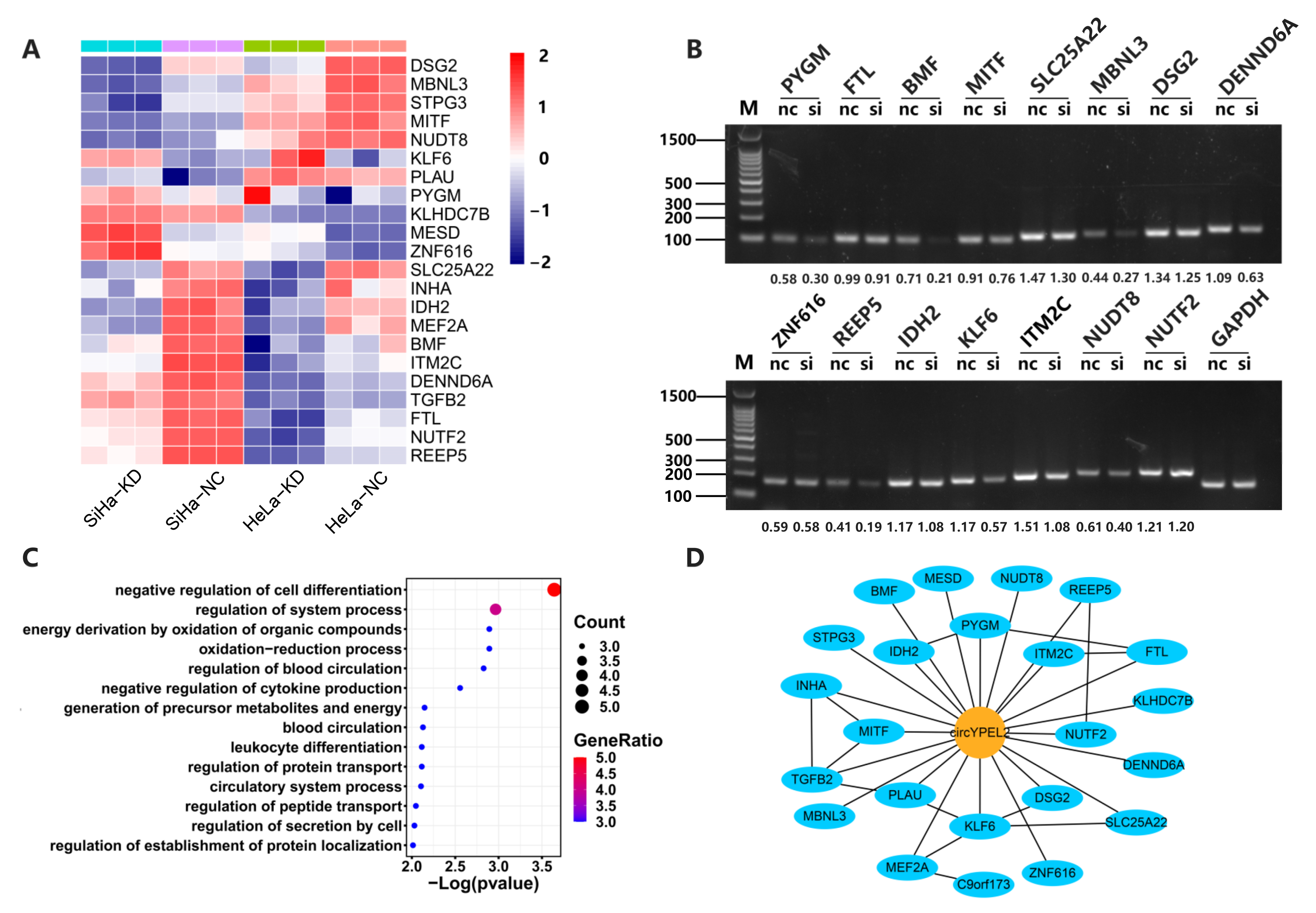 Genes 13 00038 g005