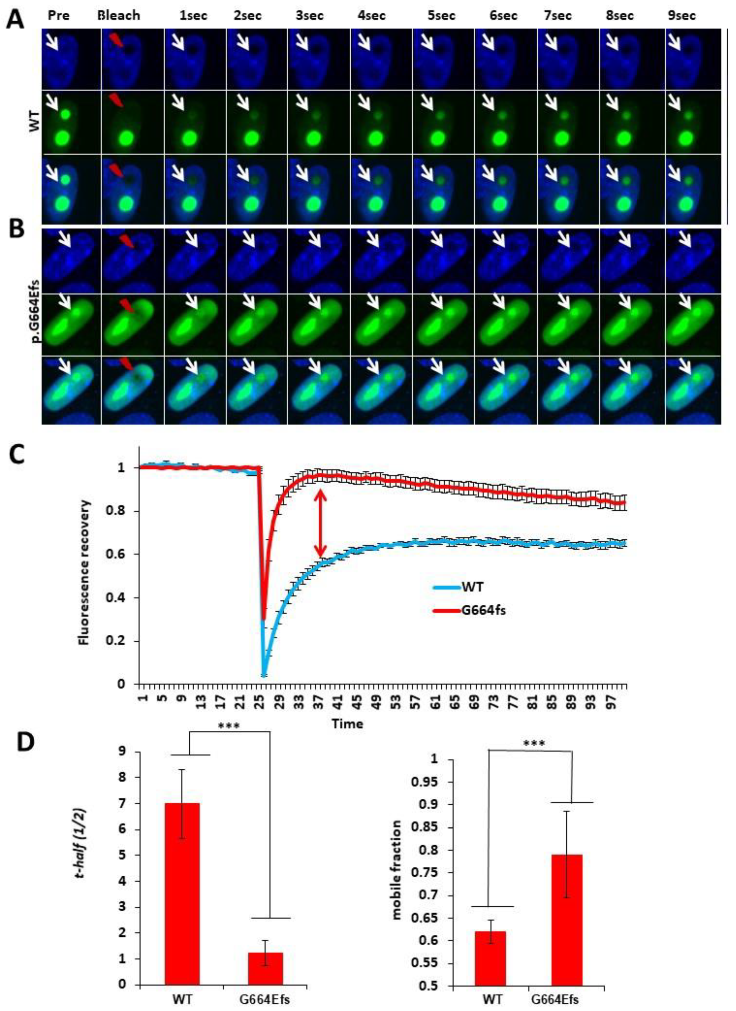 Genes 13 00051 g003 Genes 13 00051 g003