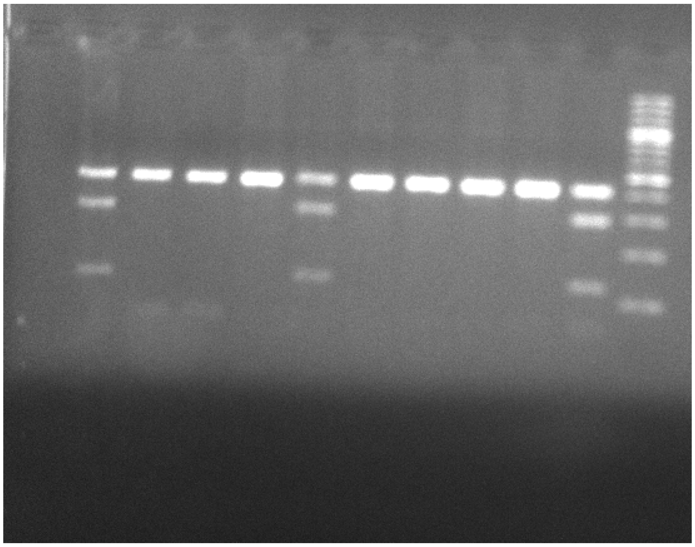 Genes 13 00059 g001