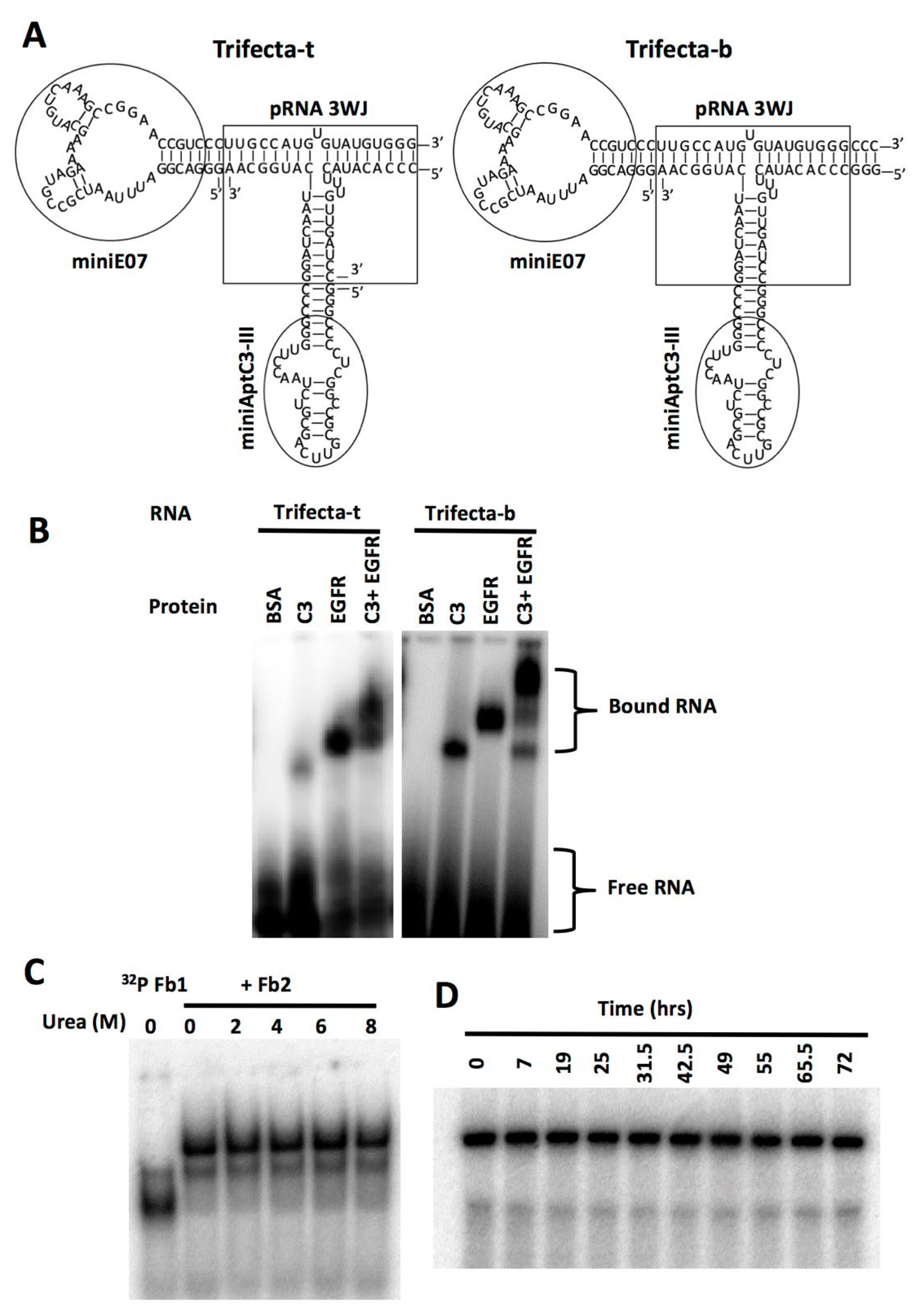 Genes 13 00086 g004