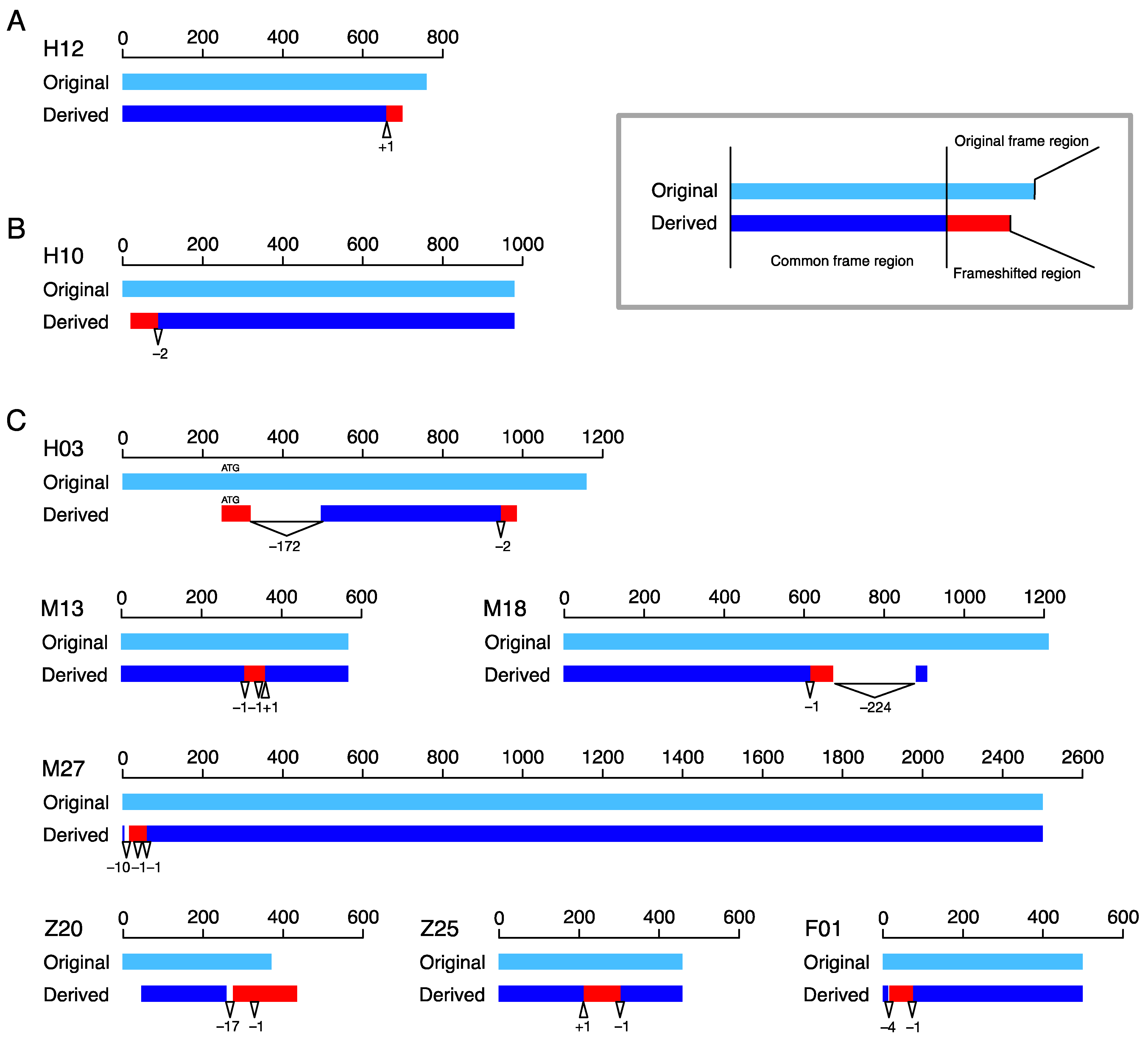 Genes 13 00190 g002