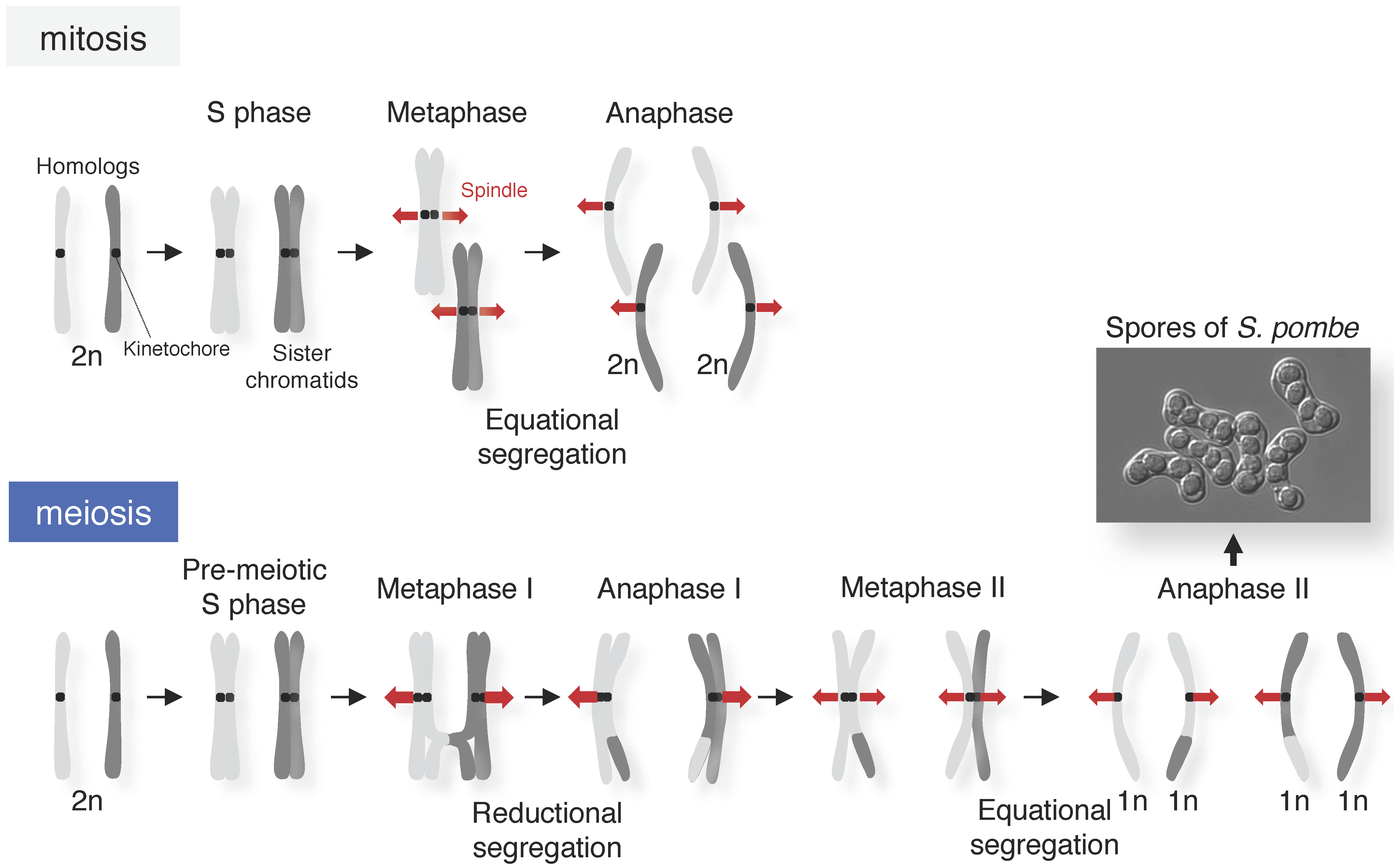 Genes 13 00200 g001 Genes 13 00200 g001