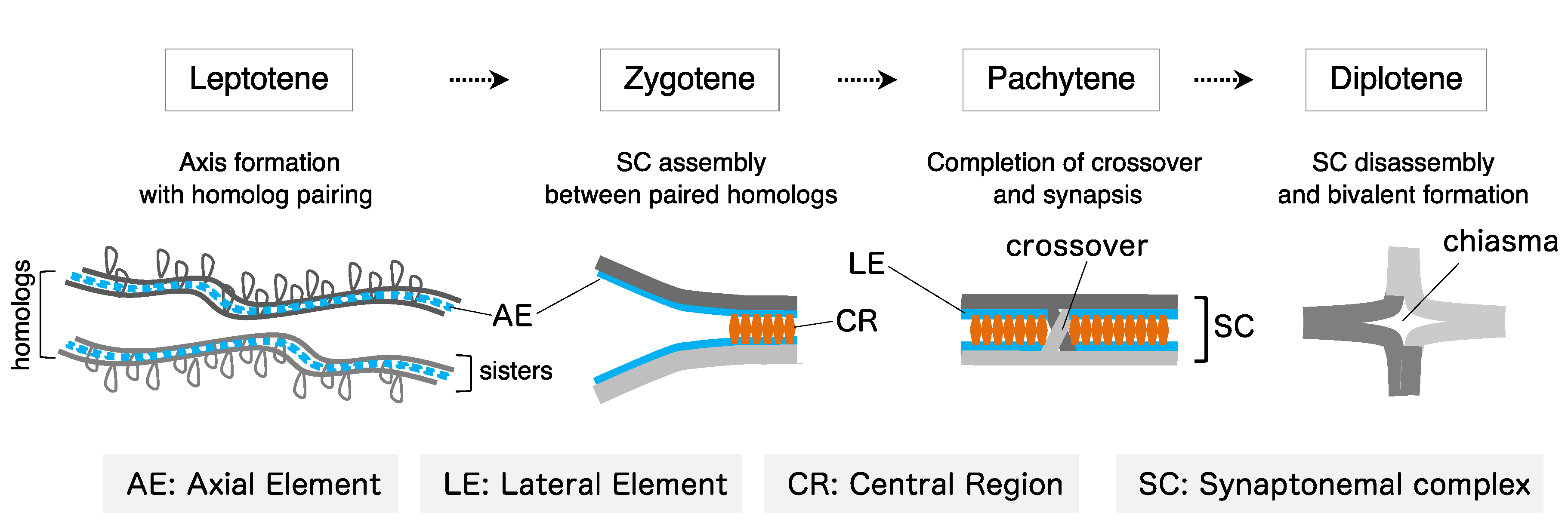 Genes 13 00200 g002 Genes 13 00200 g002