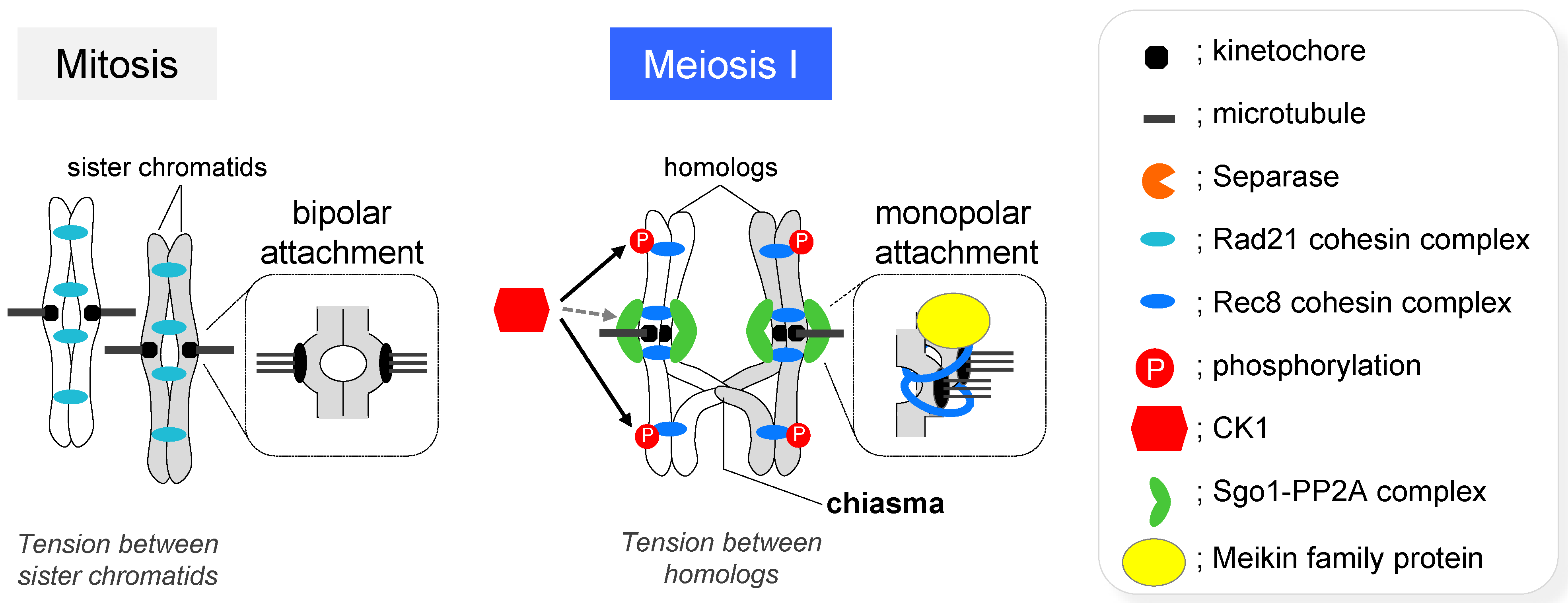 Genes 13 00200 g005 Genes 13 00200 g005