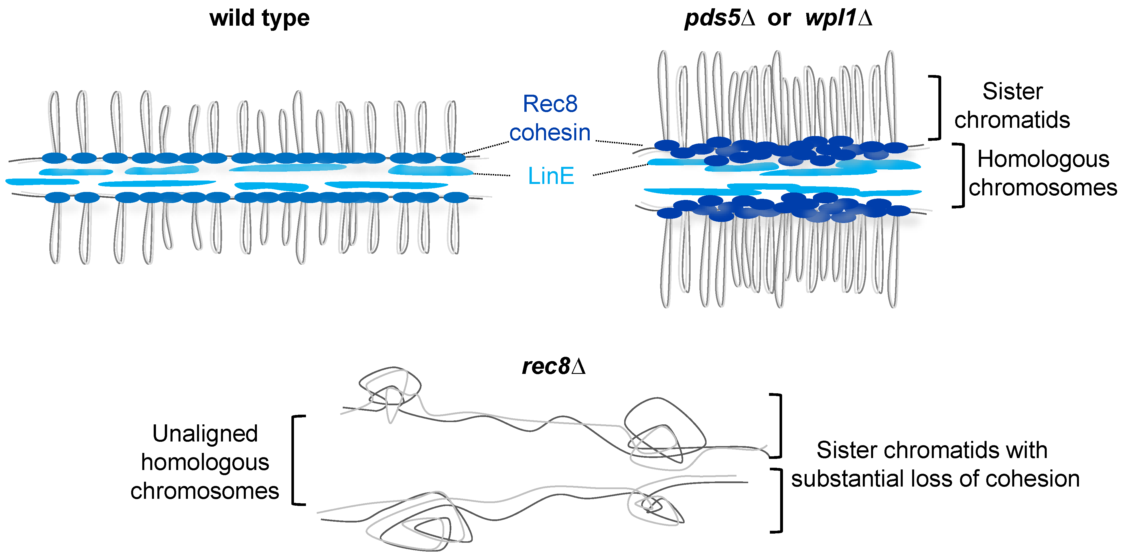 Genes 13 00200 g007 Genes 13 00200 g007