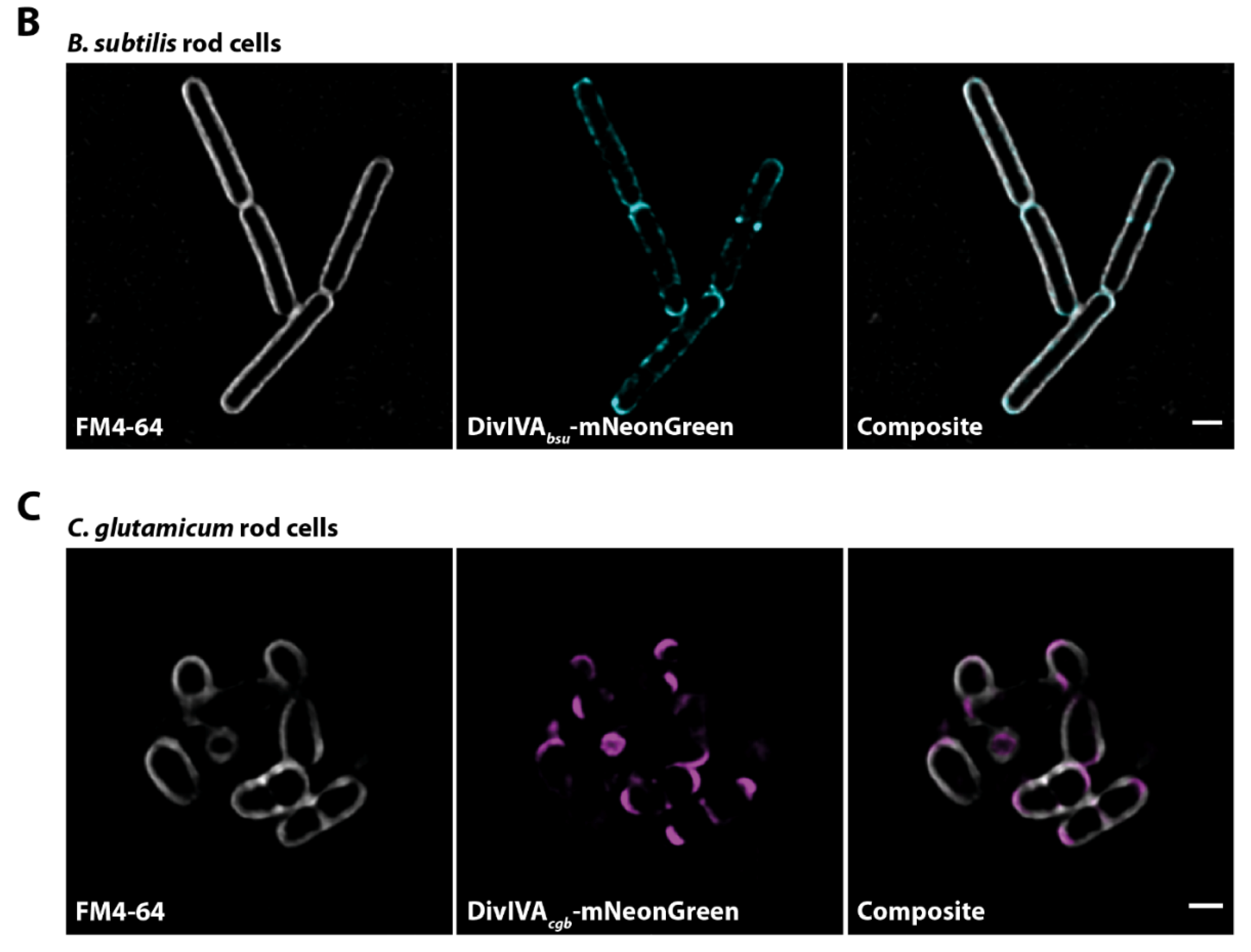 Genes 13 00278 g001b