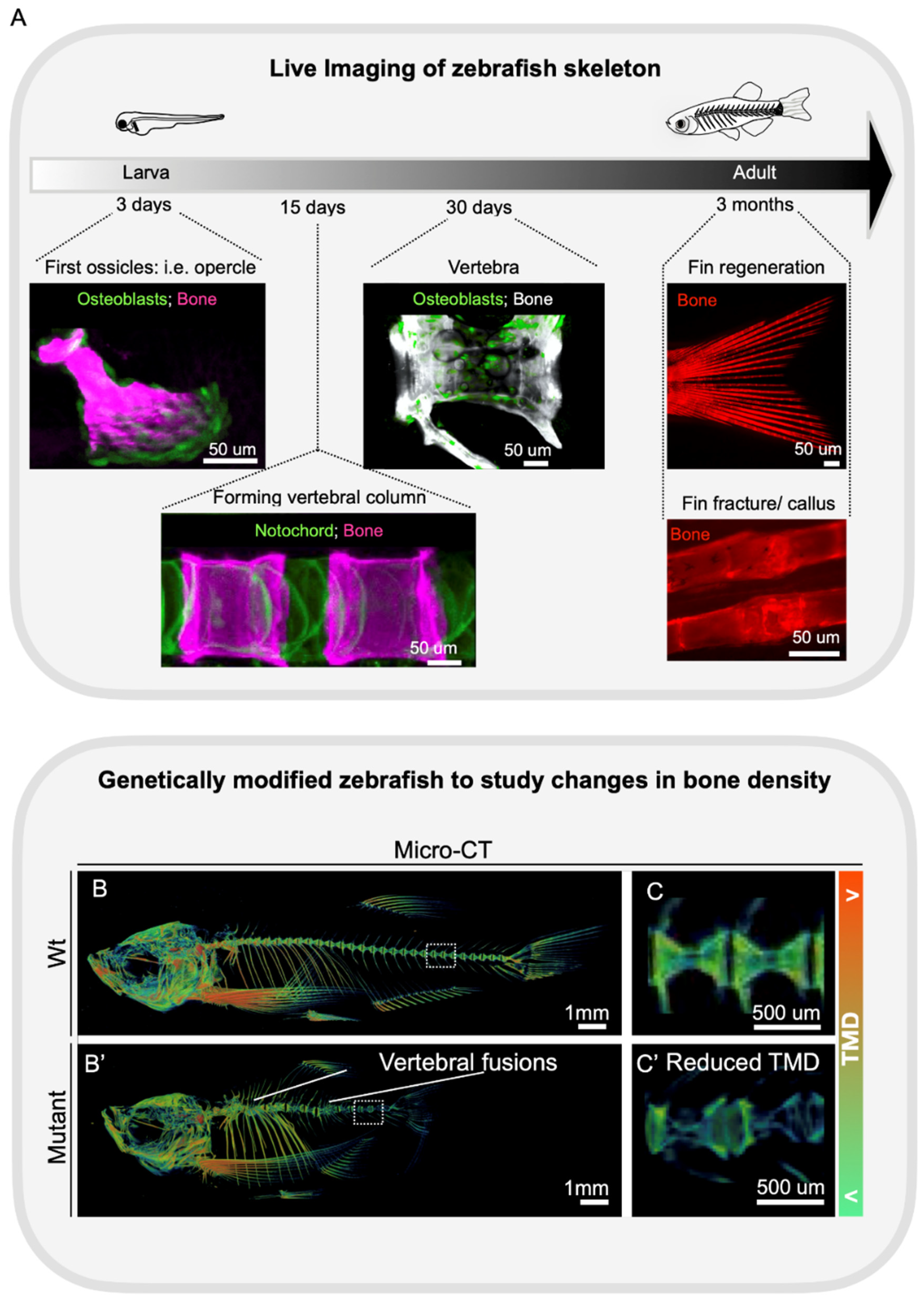 Genes 13 00279 g003 Genes 13 00279 g003