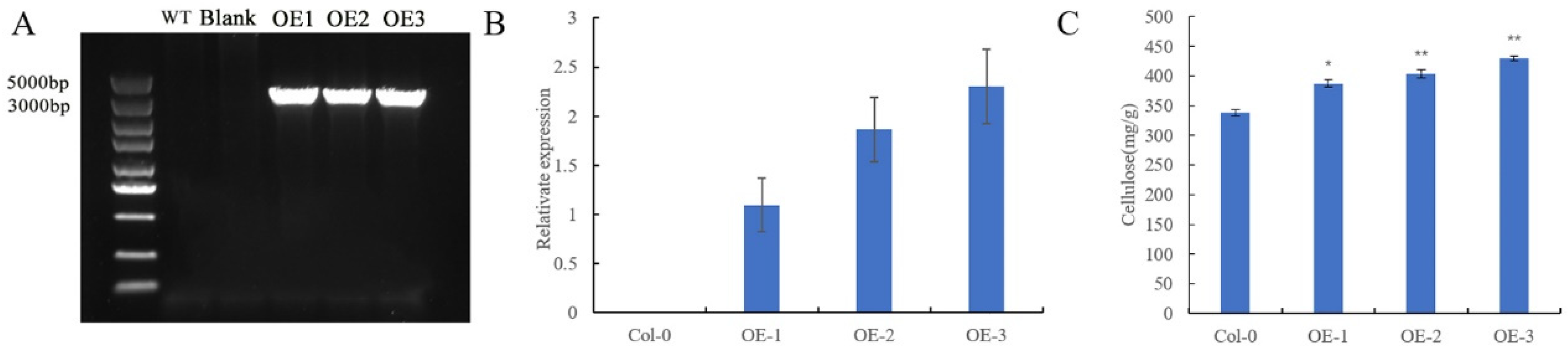 Genes 13 00292 g005 Genes 13 00292 g005