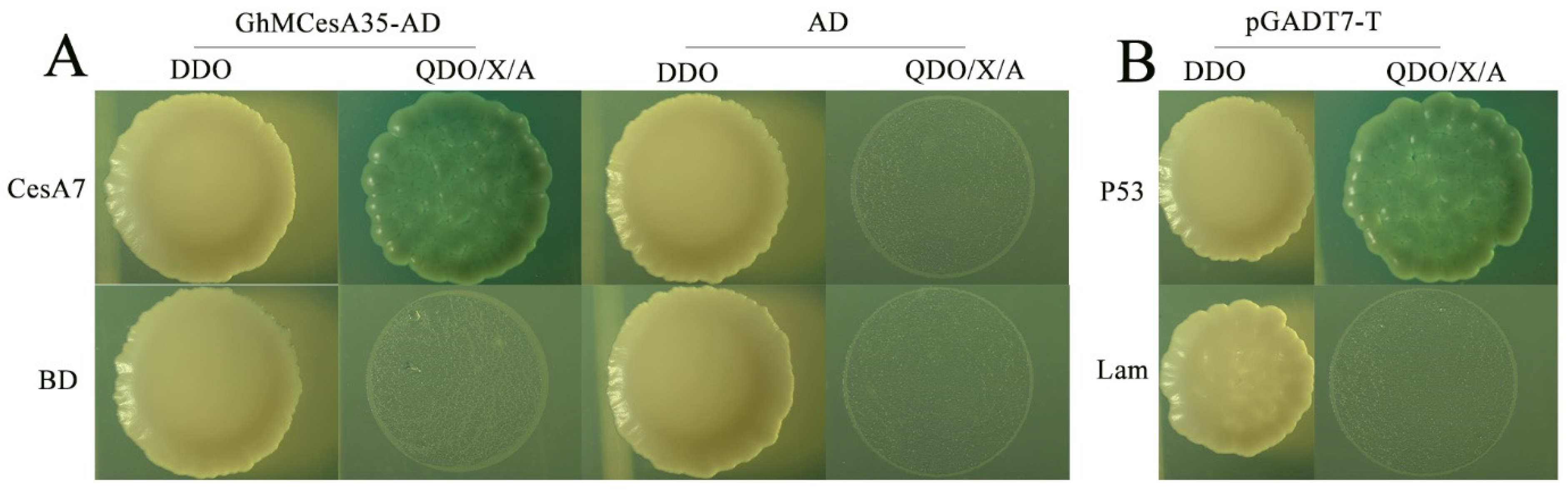 Genes 13 00292 g006 Genes 13 00292 g006