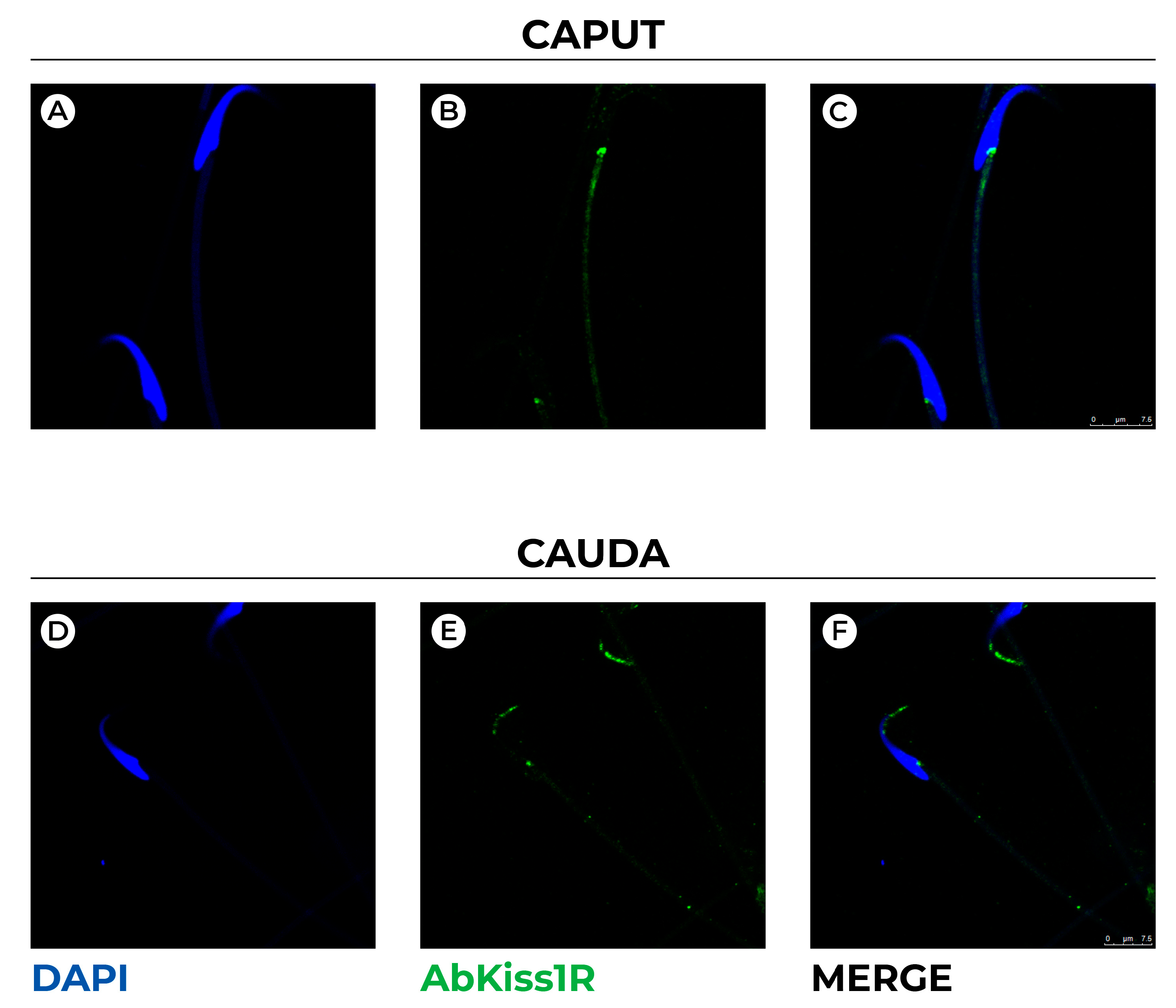 Genes 13 00295 g002 Genes 13 00295 g002