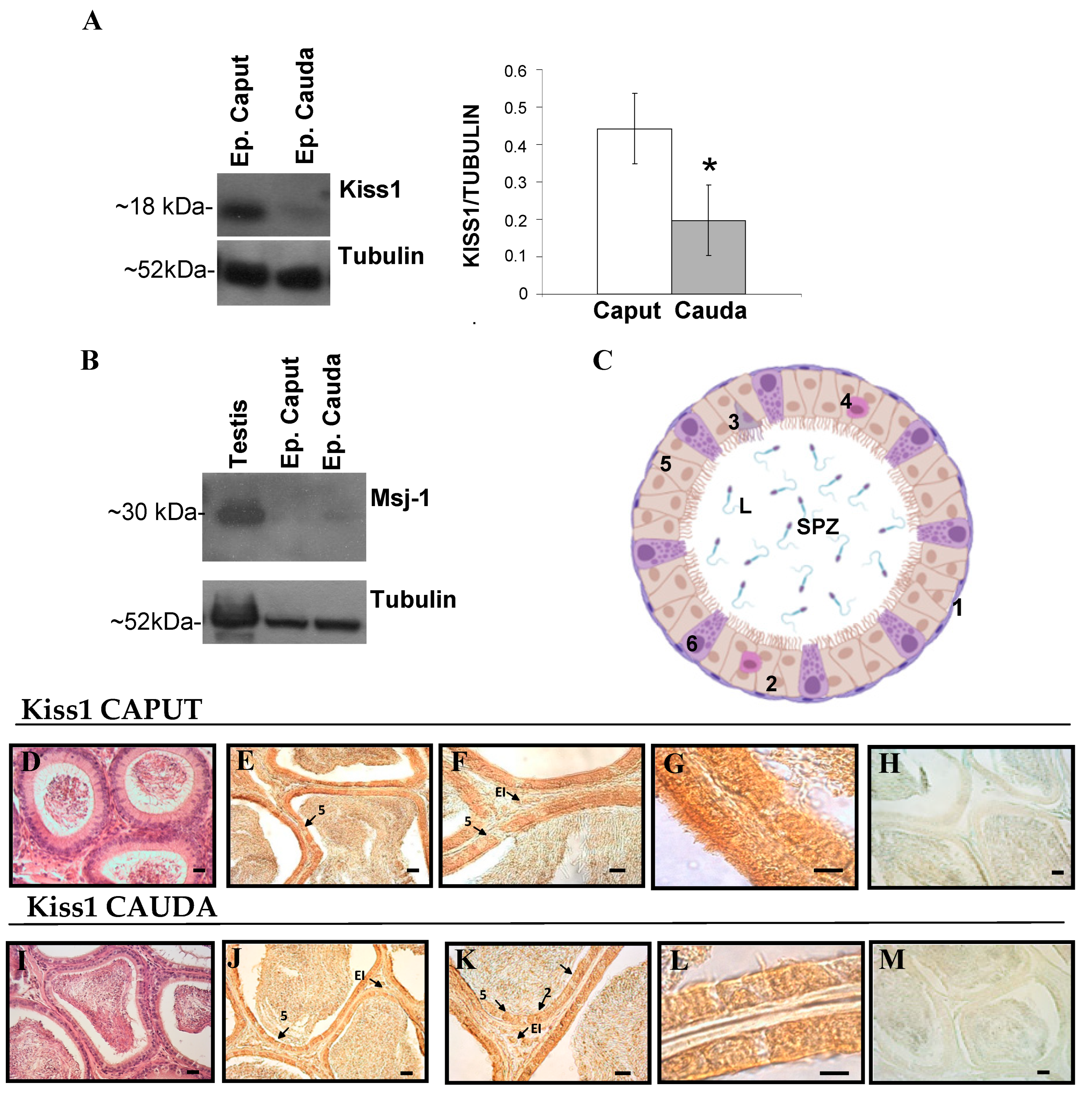 Genes 13 00295 g005 Genes 13 00295 g005