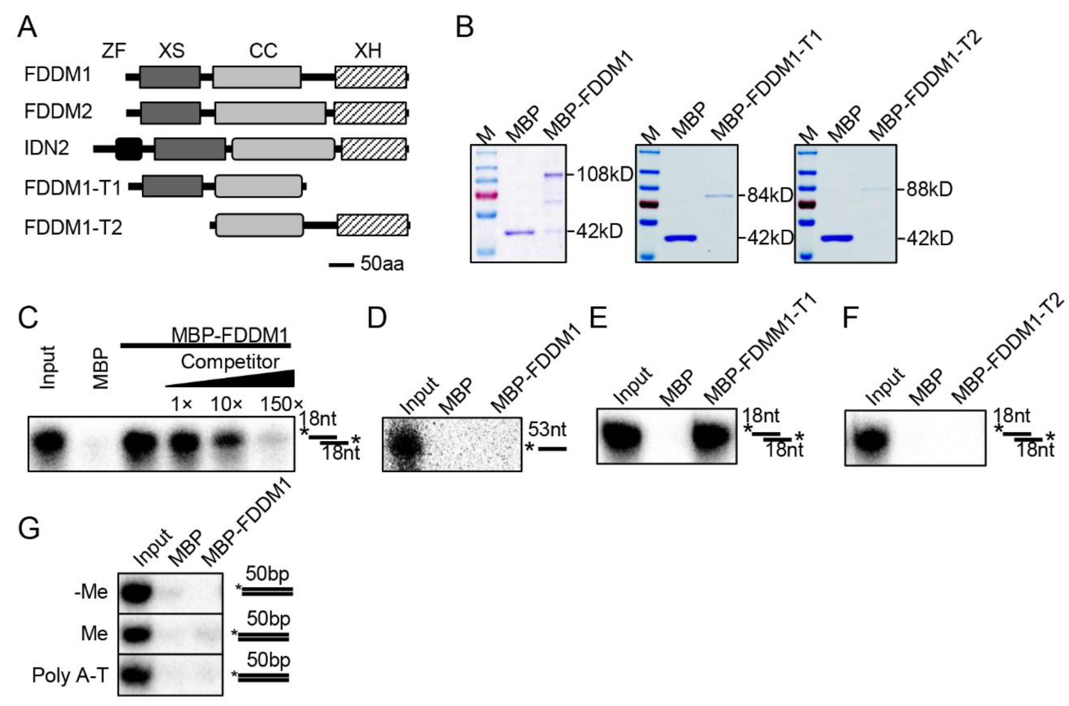 Genes 13 00339 g001 Genes 13 00339 g001