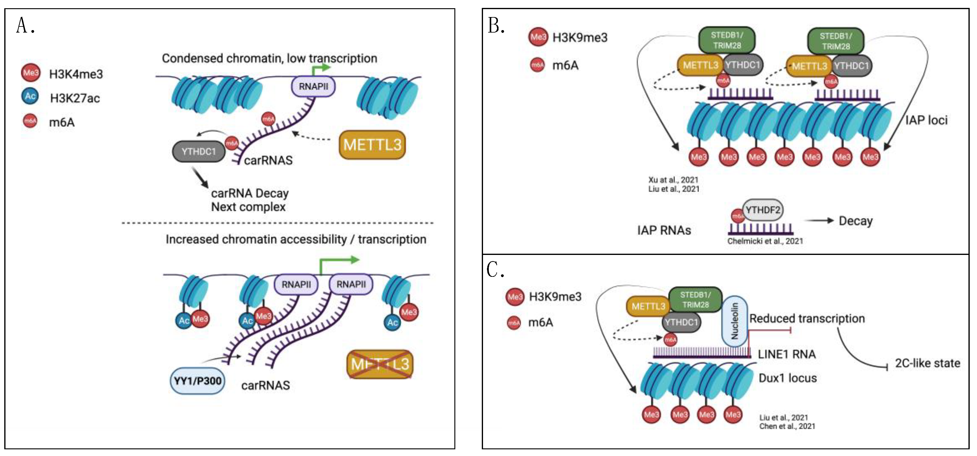 Genes 13 00340 g001 Genes 13 00340 g001