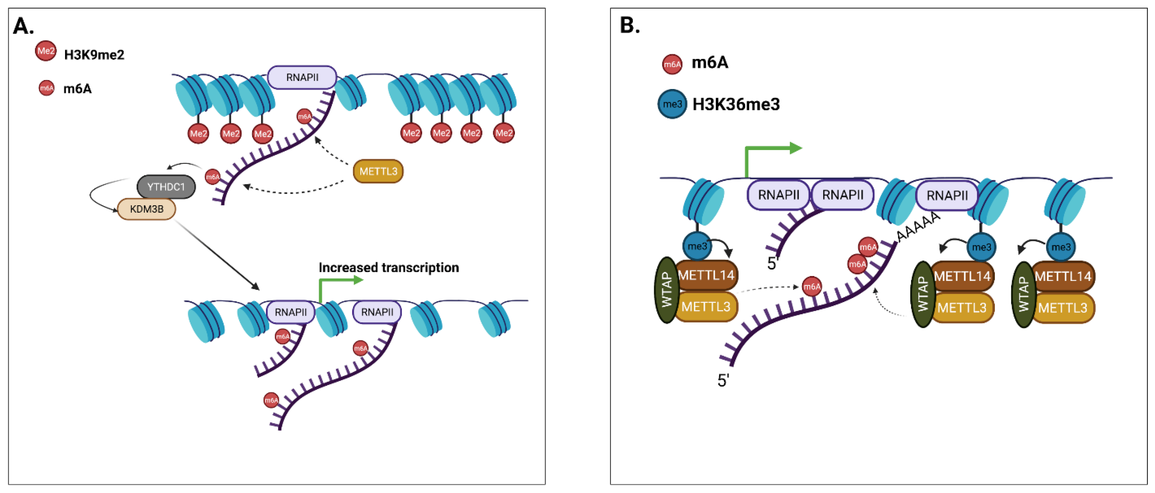 Genes 13 00340 g002 Genes 13 00340 g002