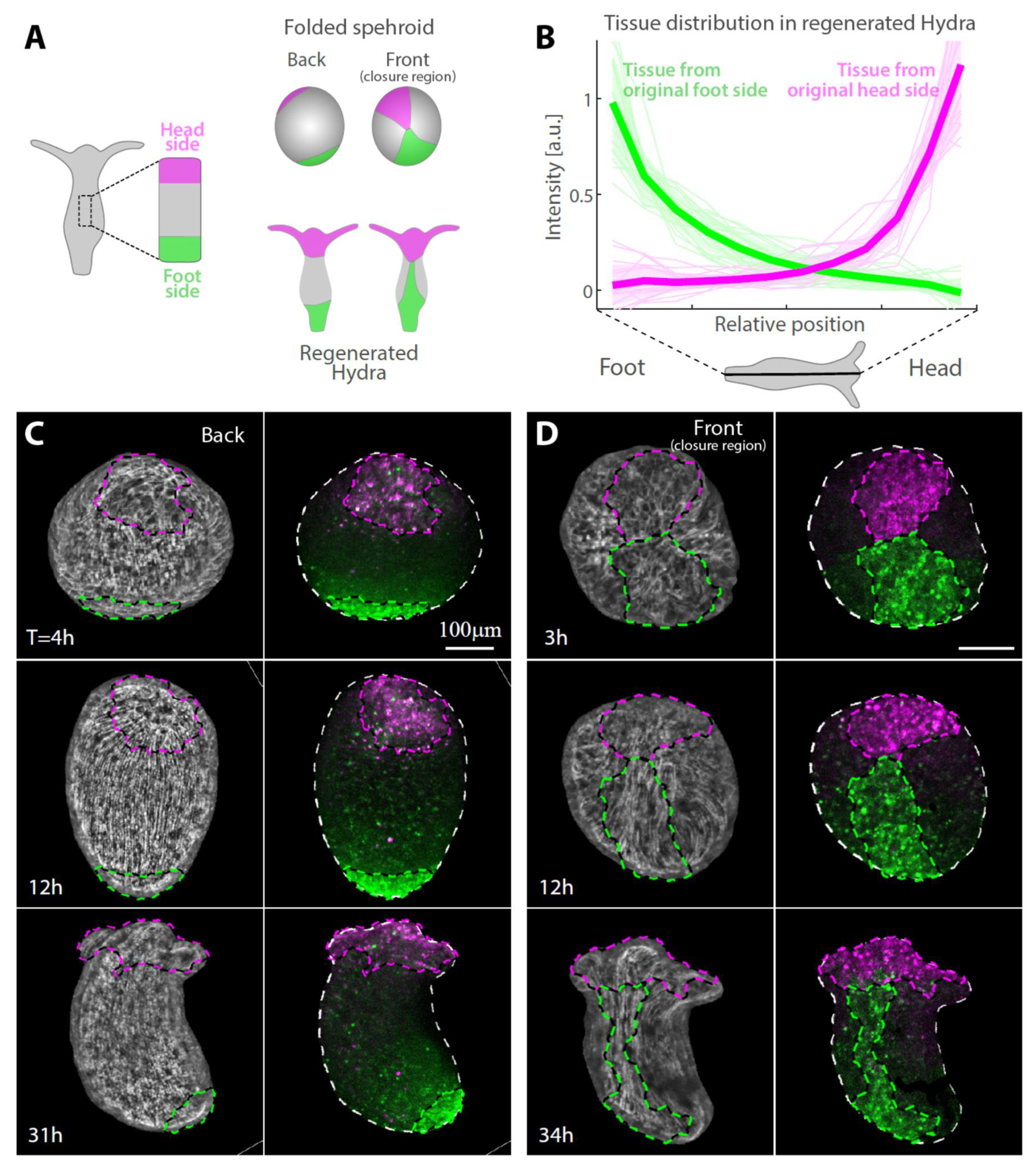 Genes 13 00360 g002