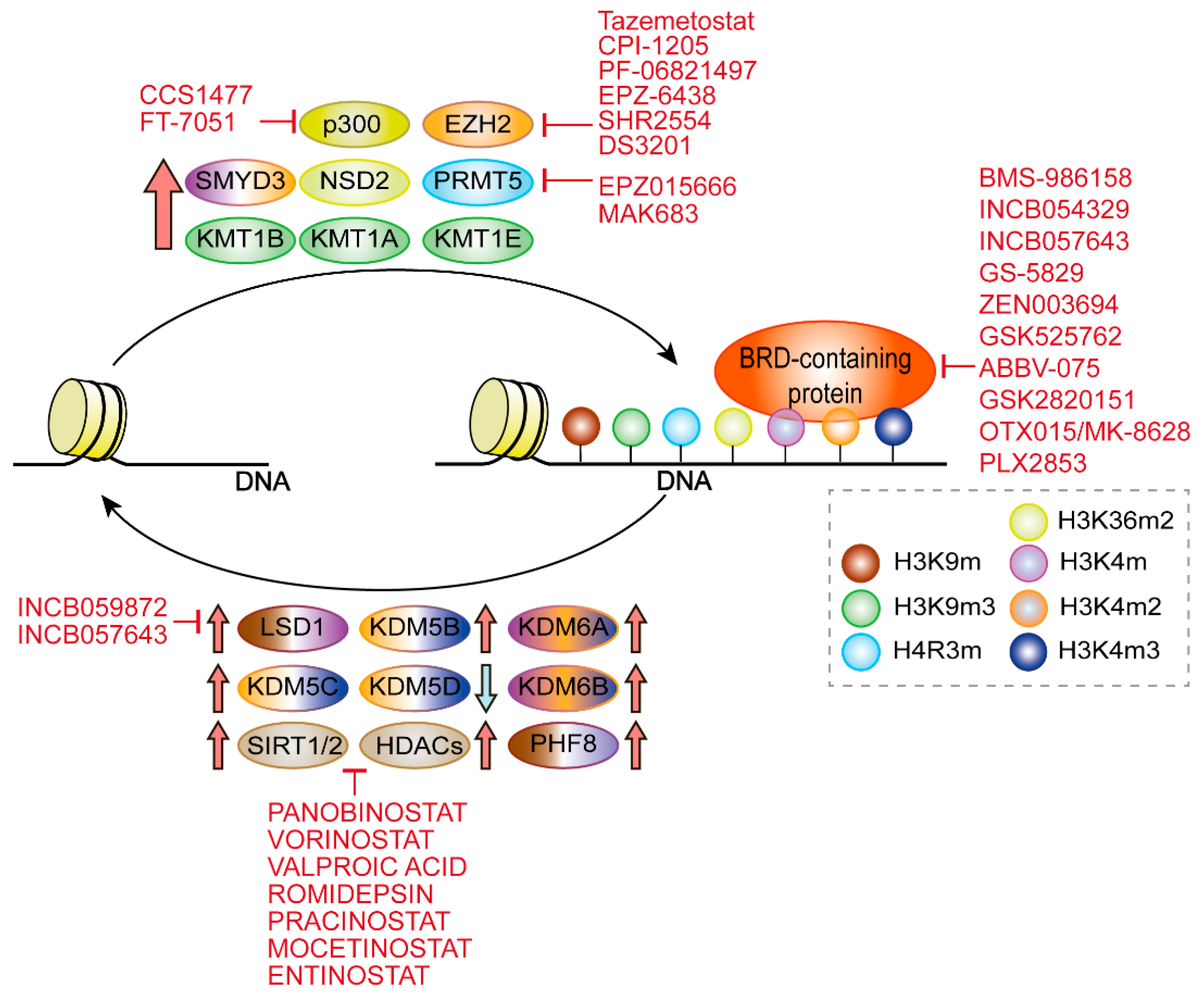 Genes 13 00378 g001