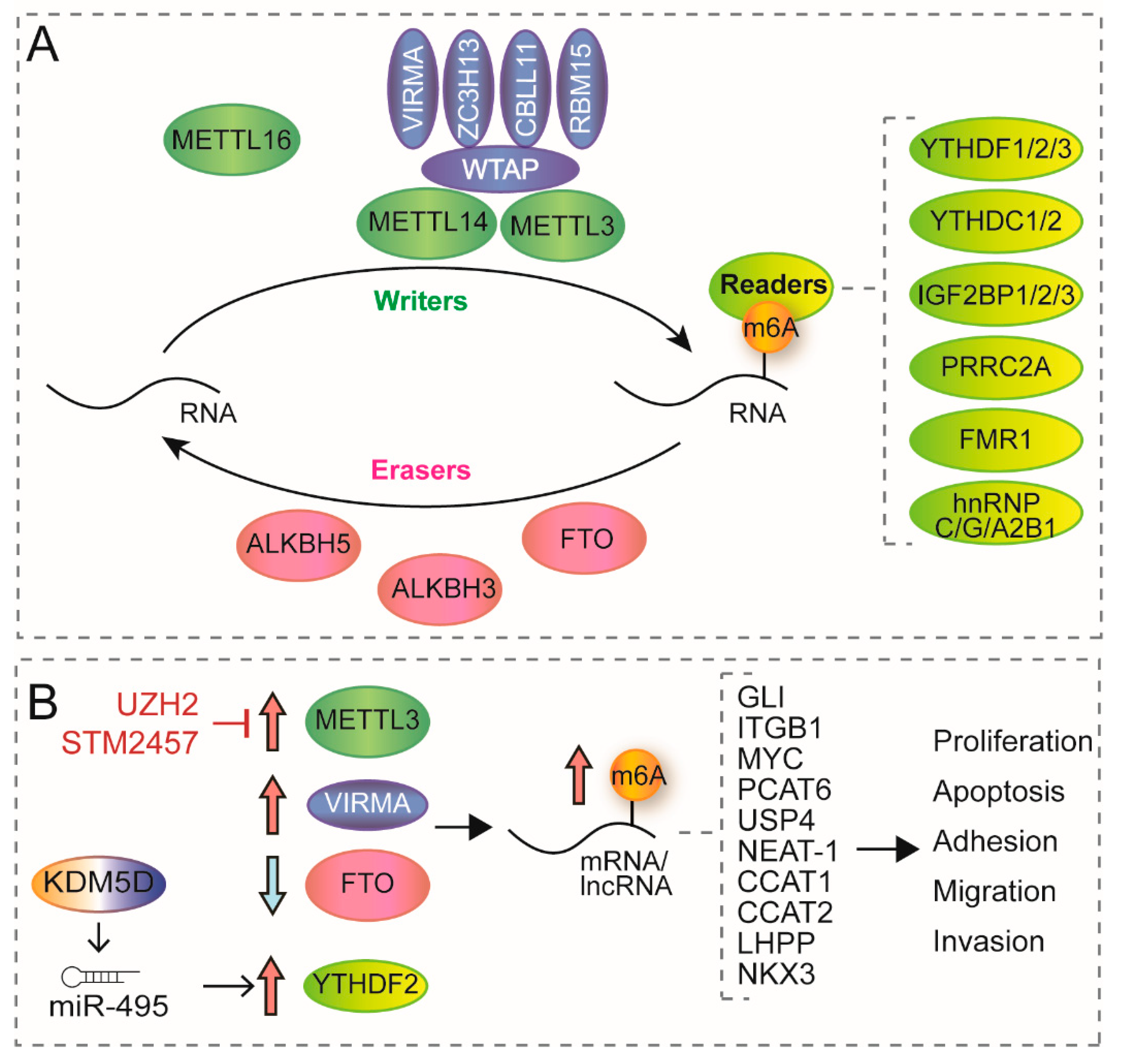 Genes 13 00378 g002