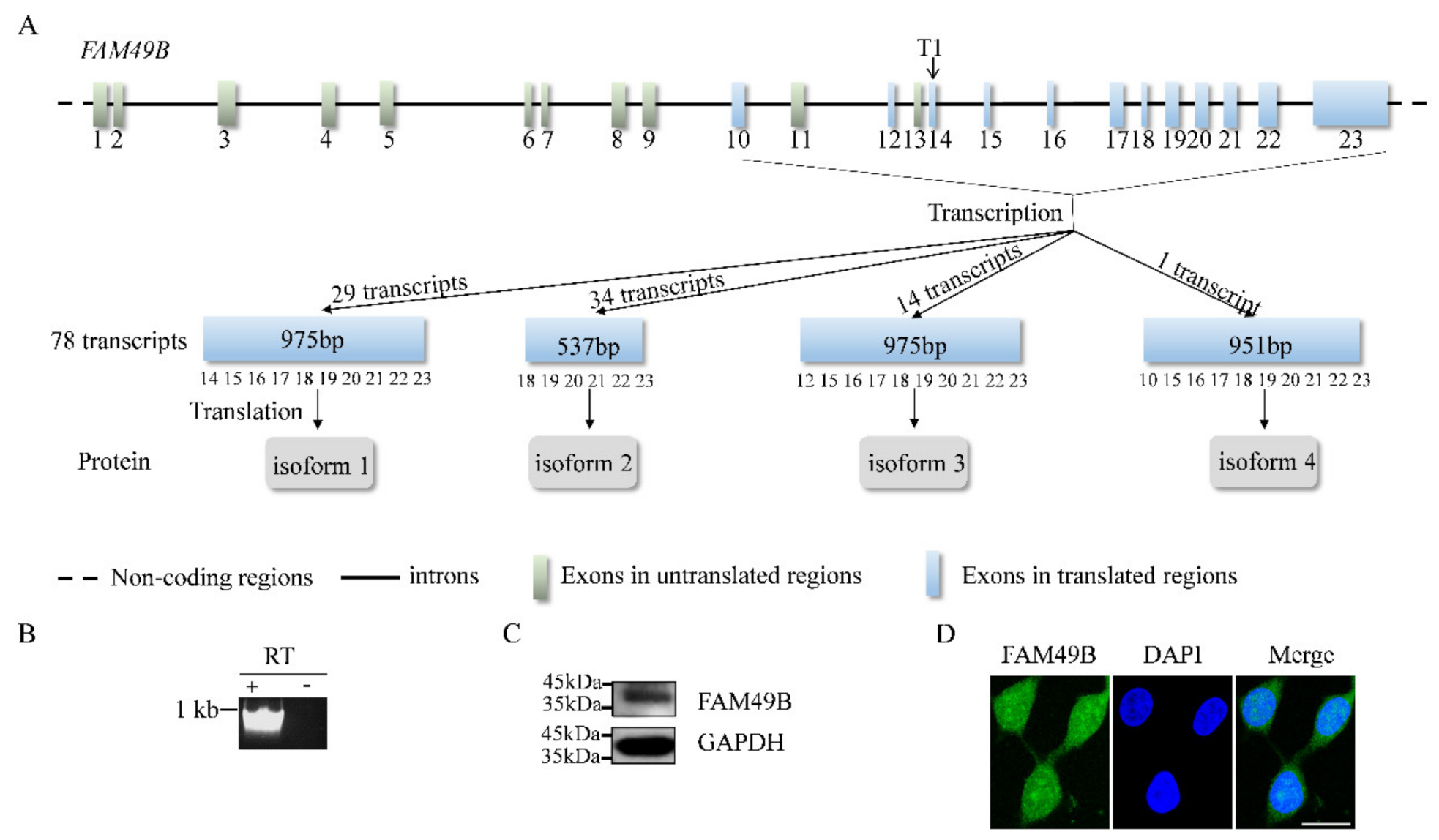 Genes 13 00388 g001