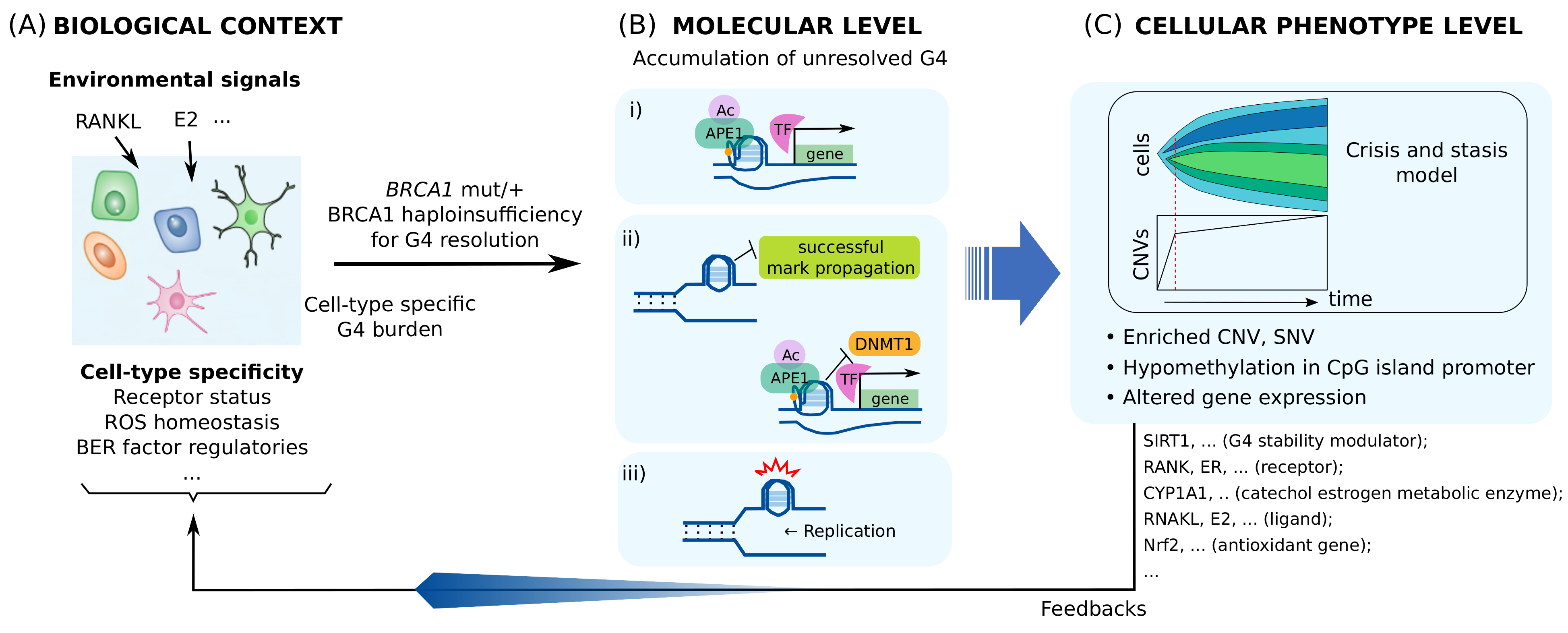 Genes 13 00391 g003