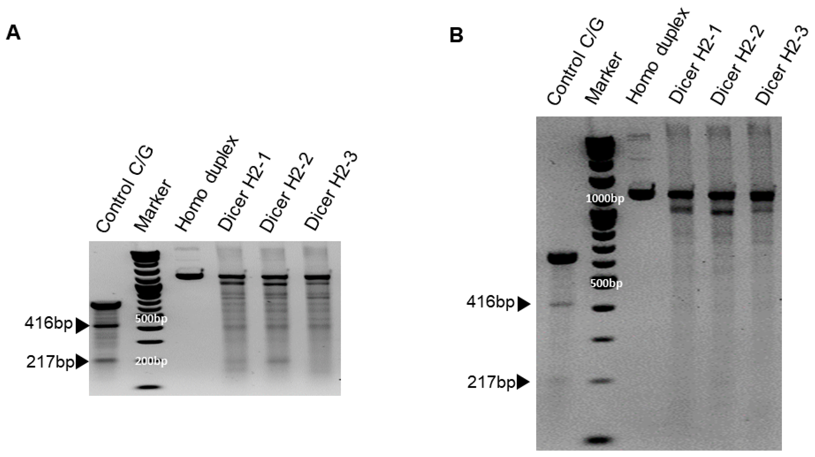 Genes 13 00436 g005