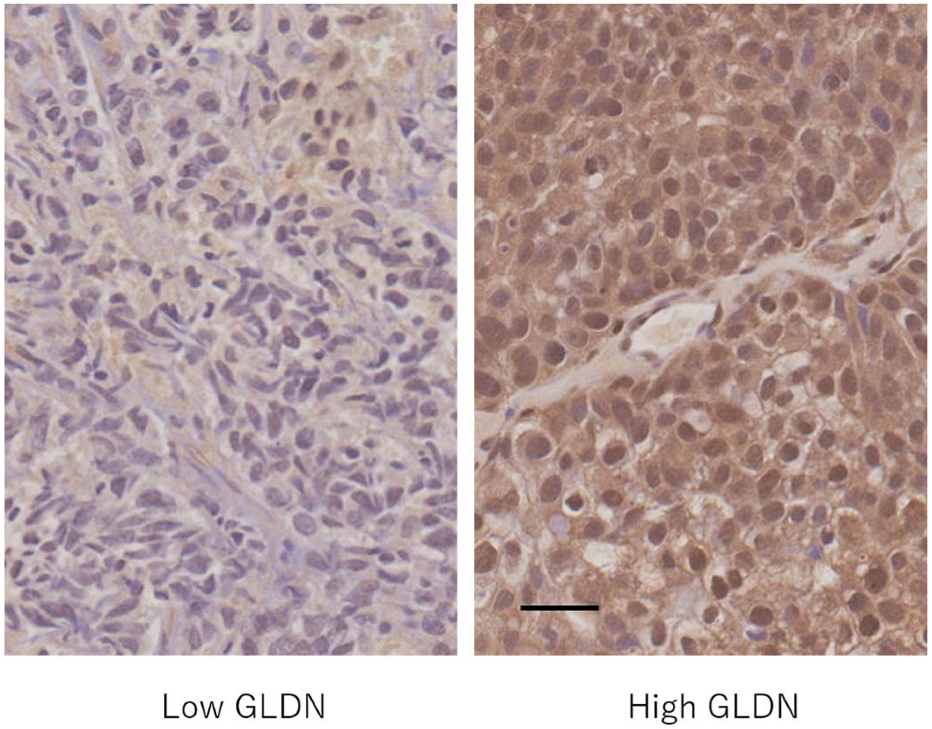 Genes 13 00448 g003 Genes 13 00448 g003