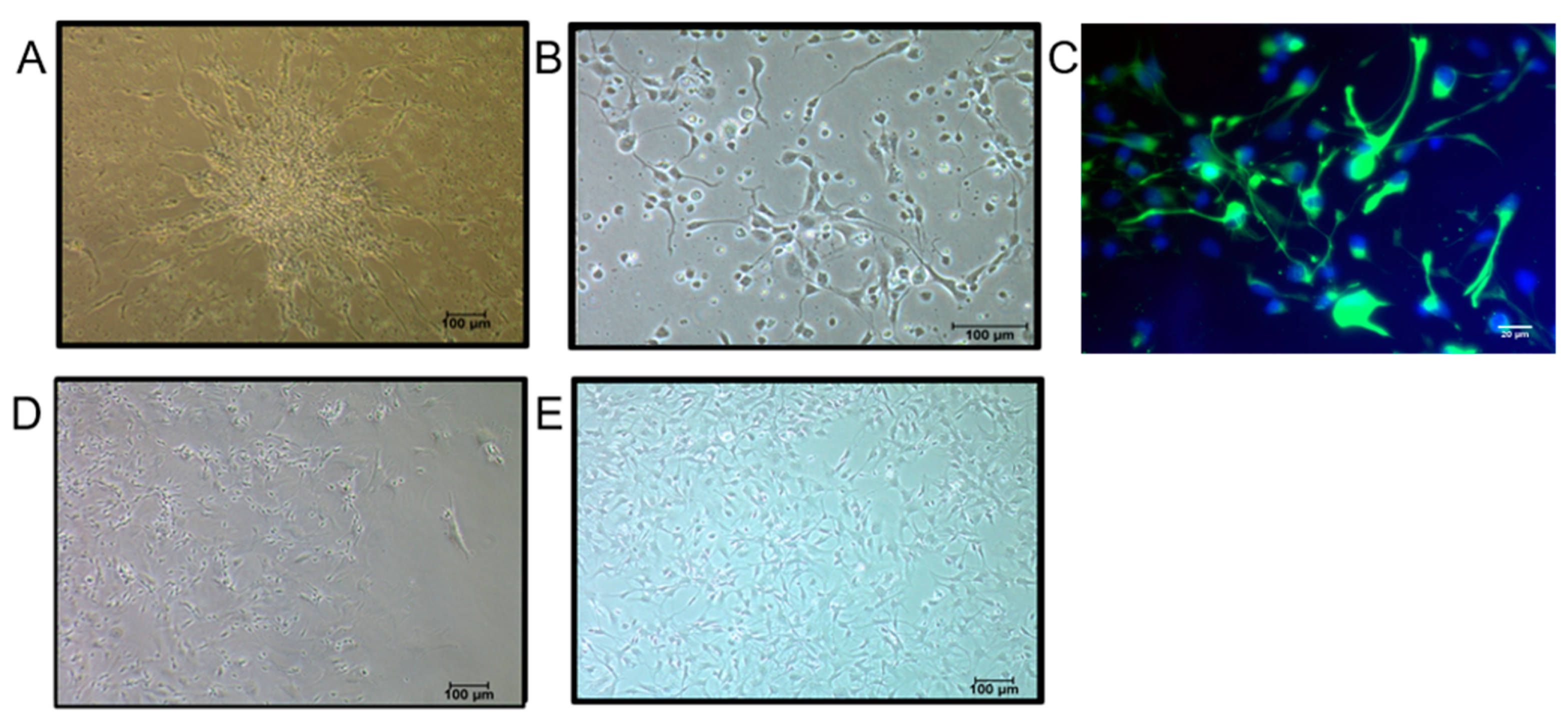 Genes 13 00506 g001 Genes 13 00506 g001