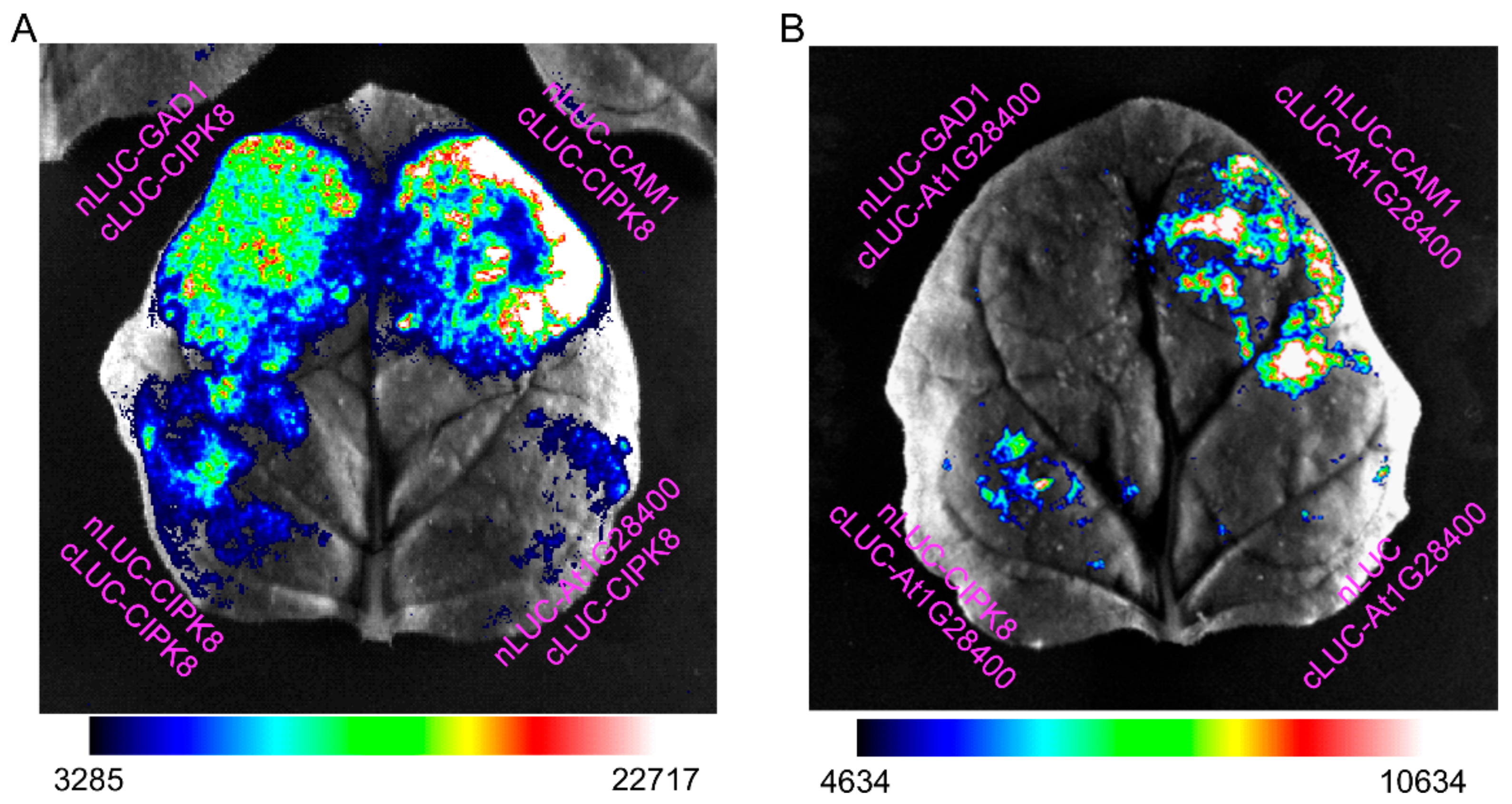 Genes 13 00524 g004 Genes 13 00524 g004