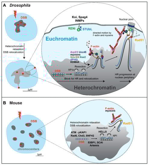 Genes 13 00529 g004 550