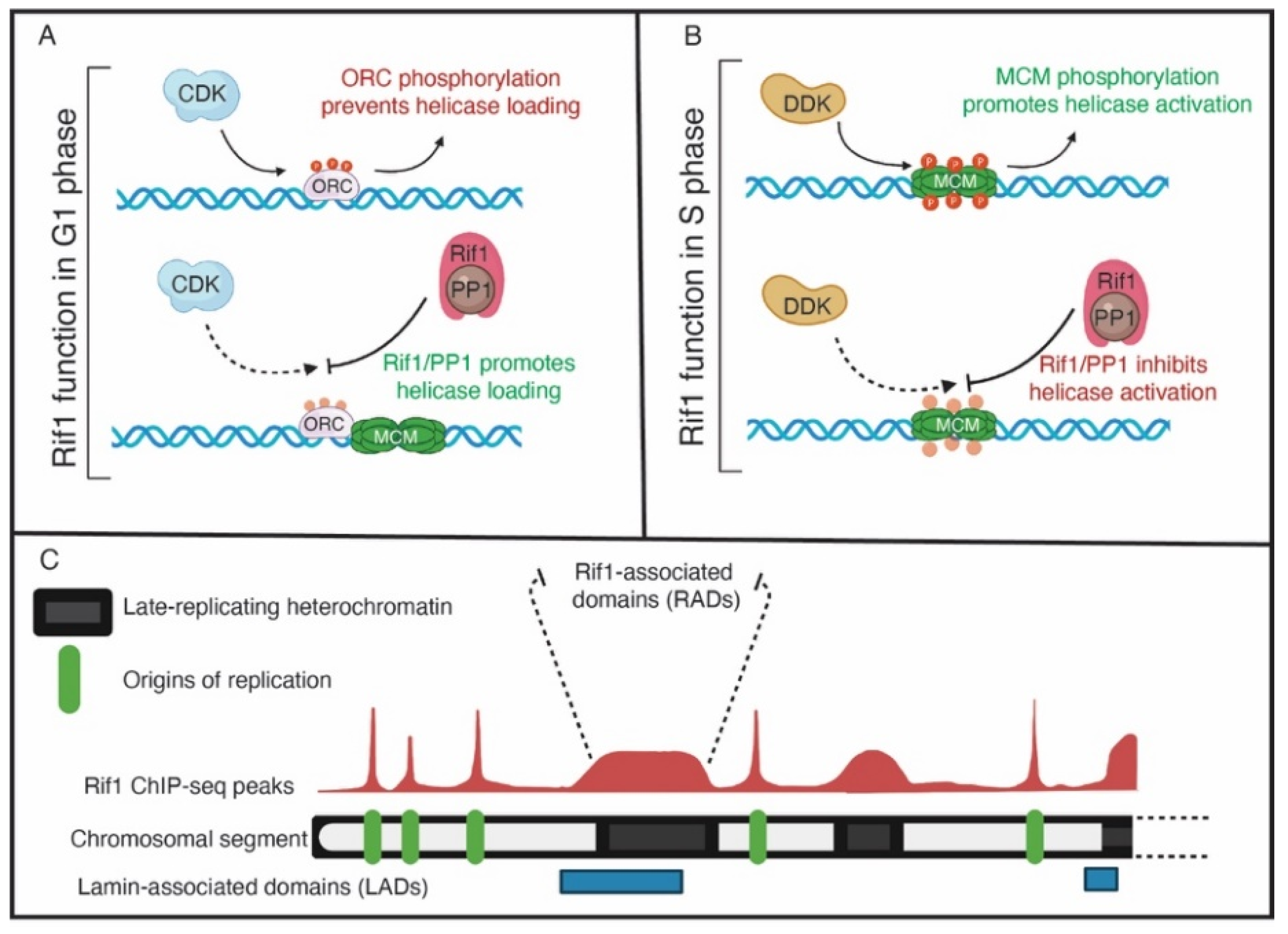 Genes 13 00550 g002