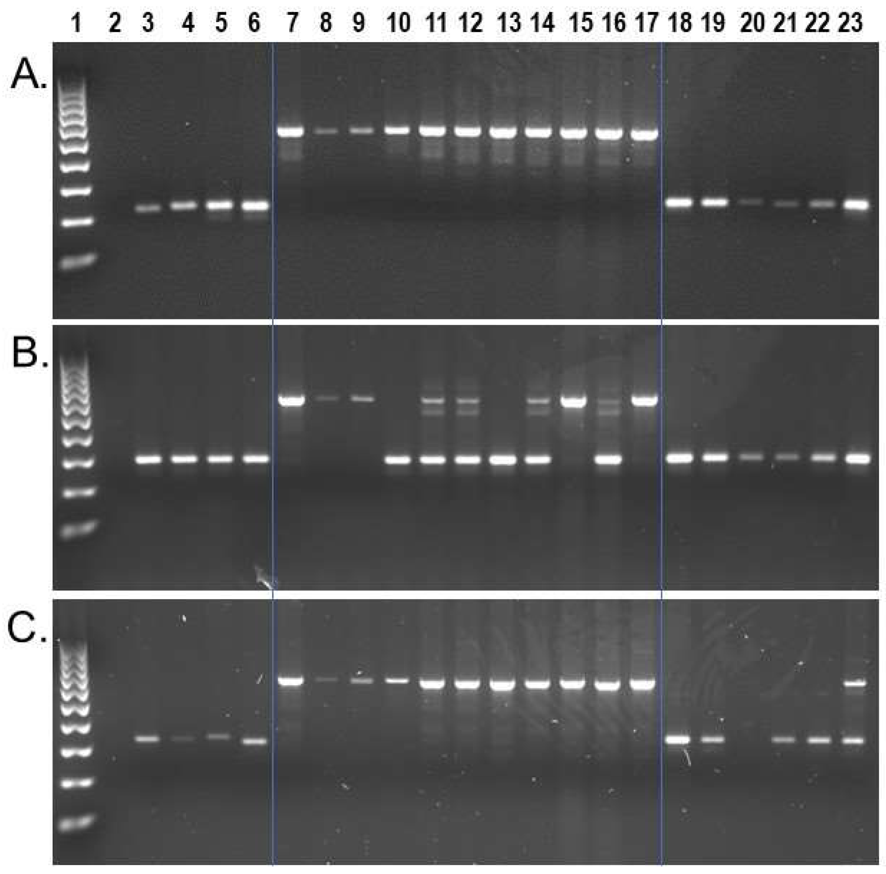 Genes 13 00572 g003