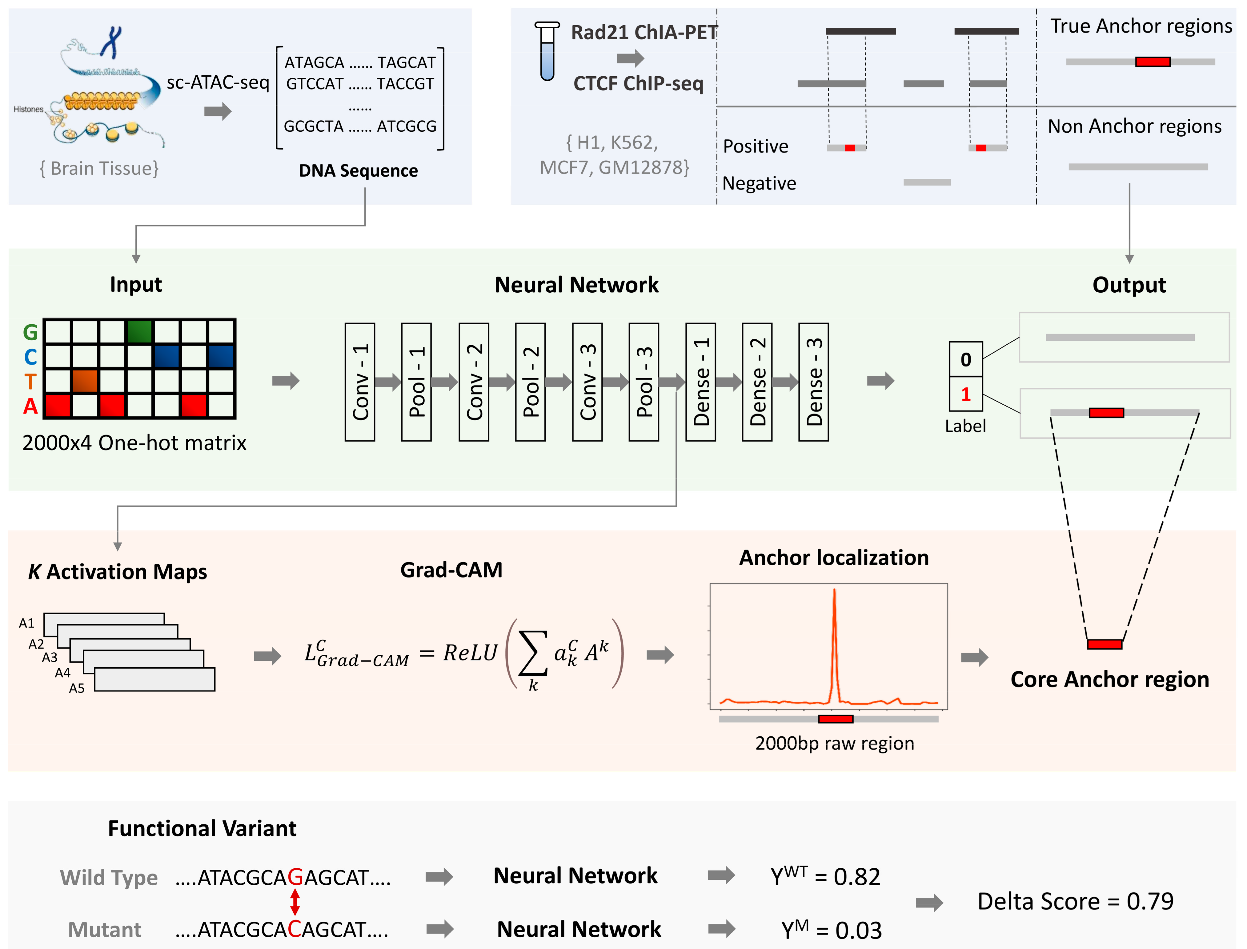 Genes 13 00621 g001