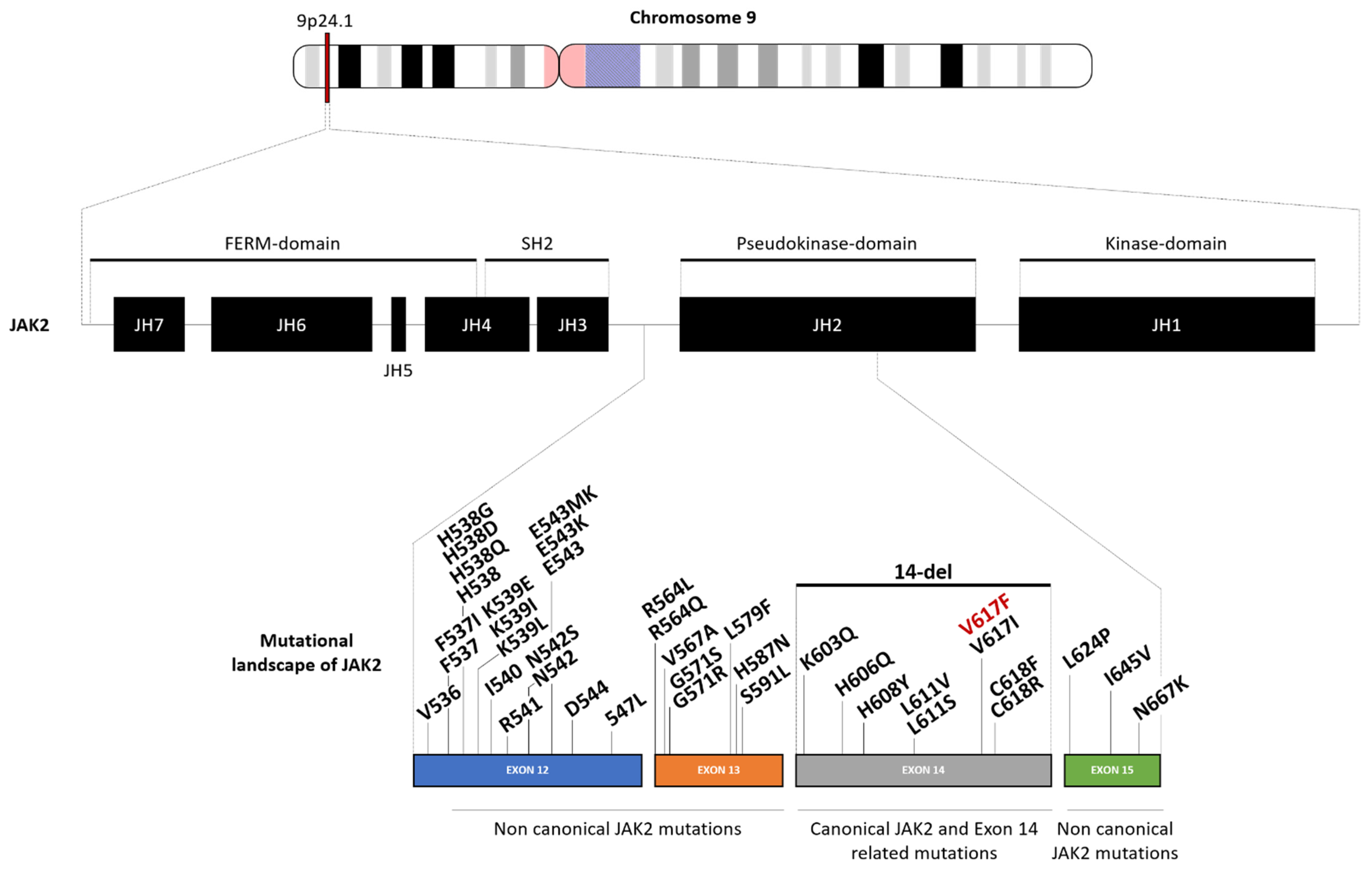 Genes 13 00637 g001