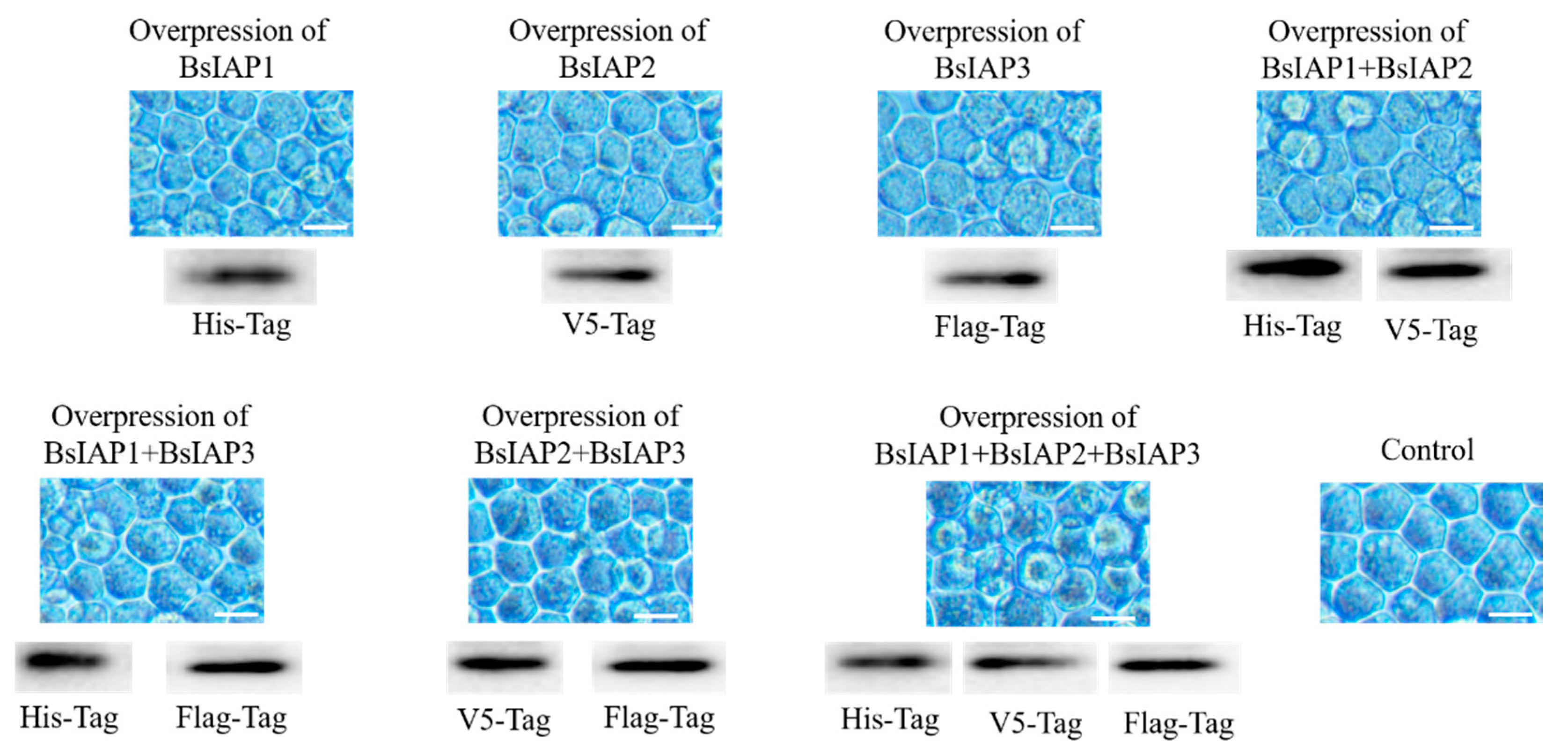 Genes 13 00750 g004 Genes 13 00750 g004