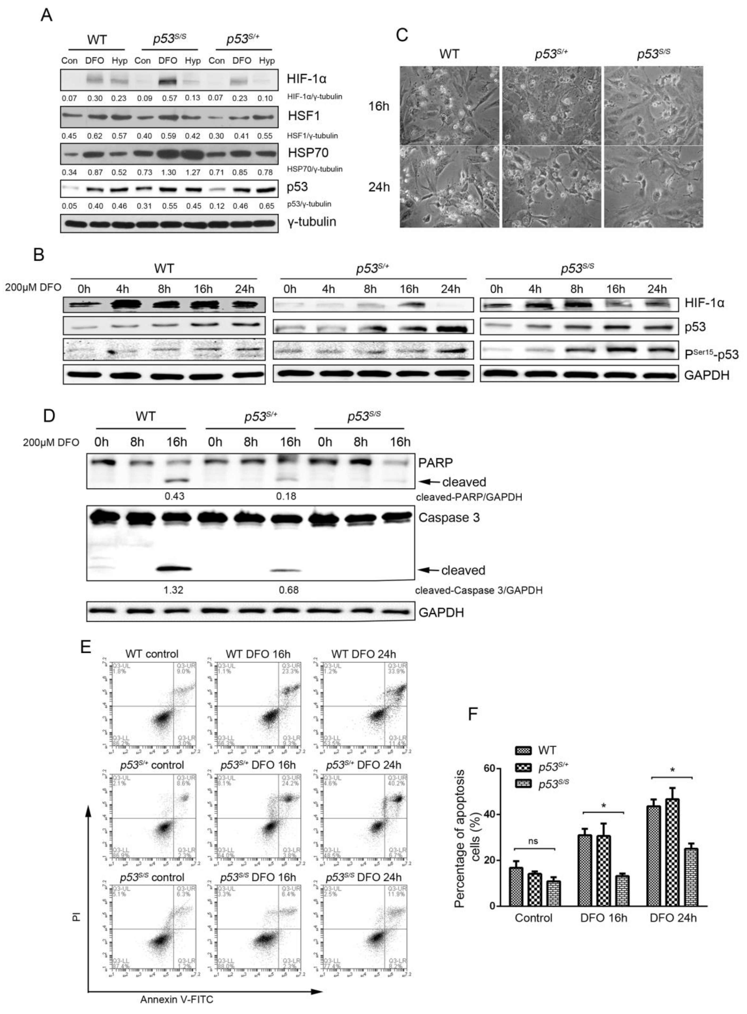 Genes 13 00763 g001 Genes 13 00763 g001