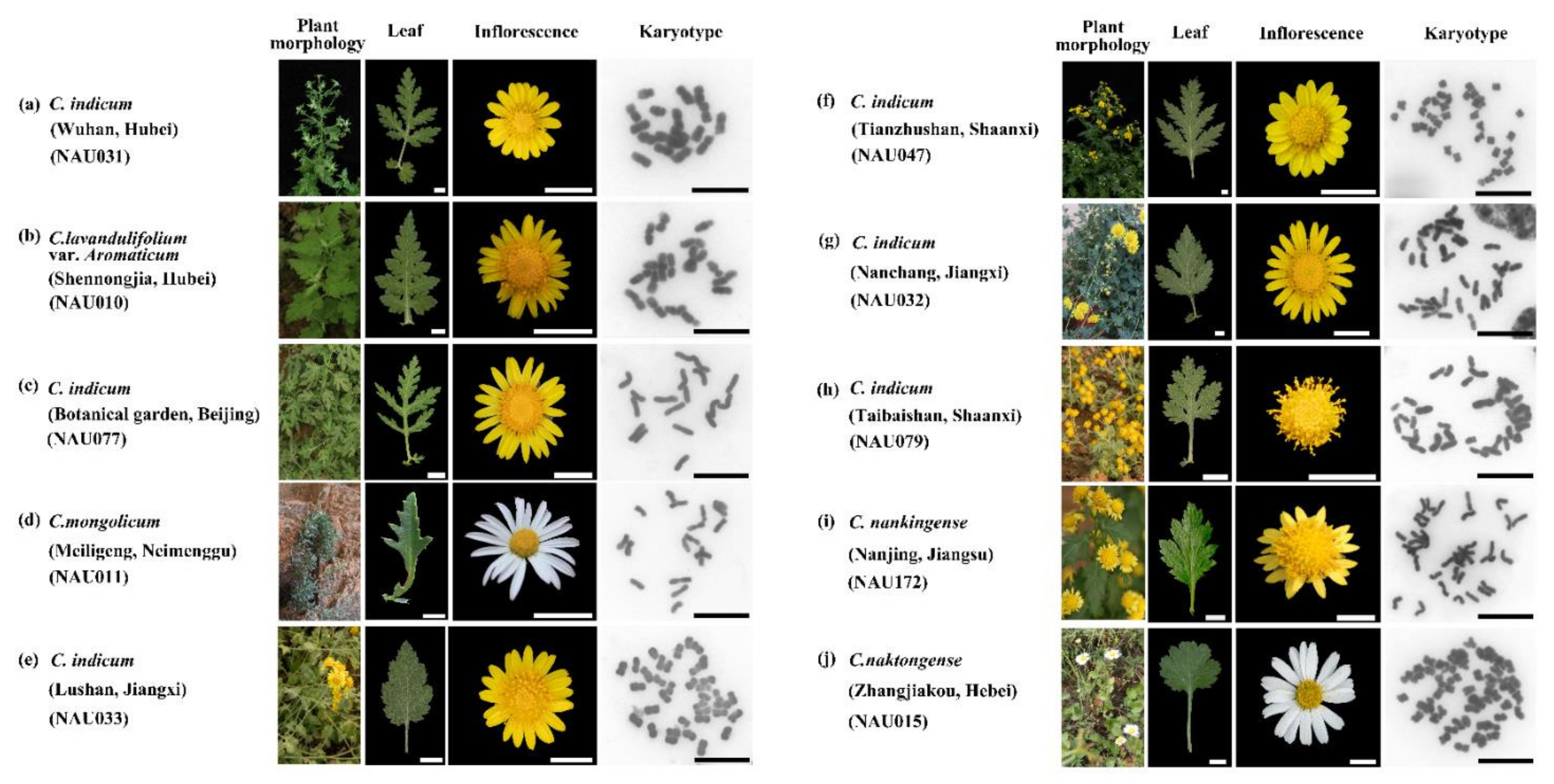 Genes 13 00894 g001 Genes 13 00894 g001