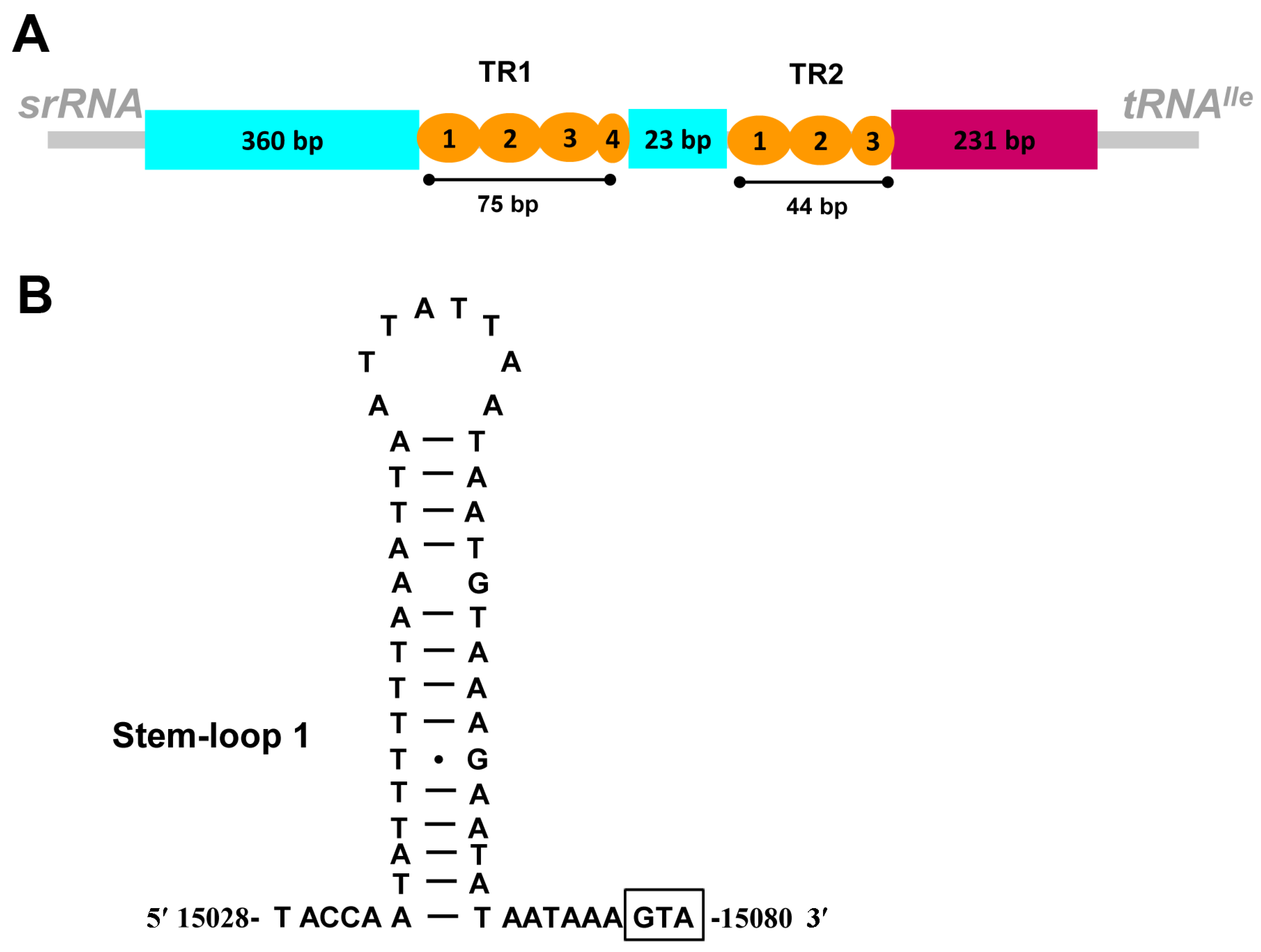 Genes 13 00911 g003