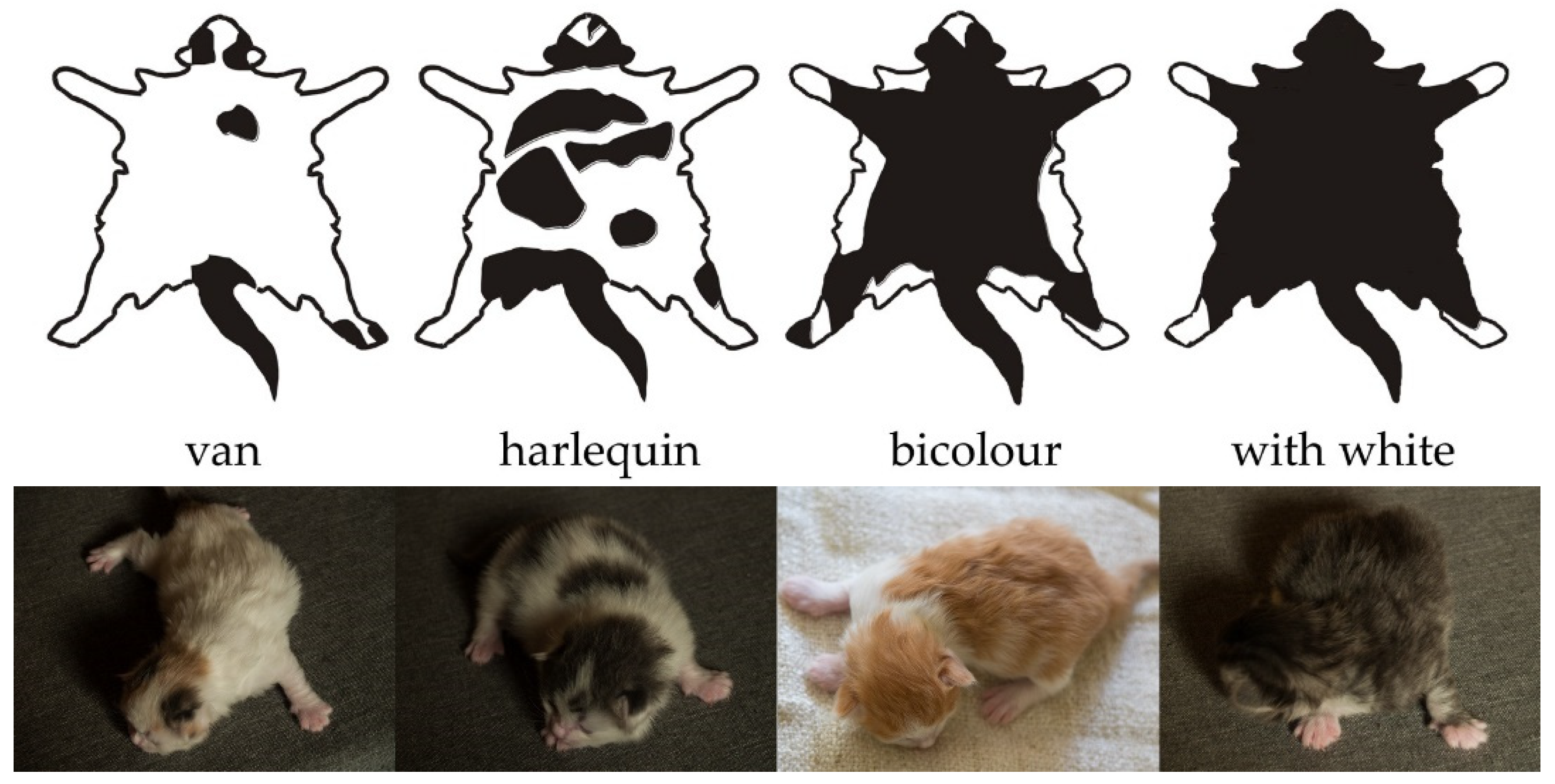 Genes 13 01006 g001 Genes 13 01006 g001