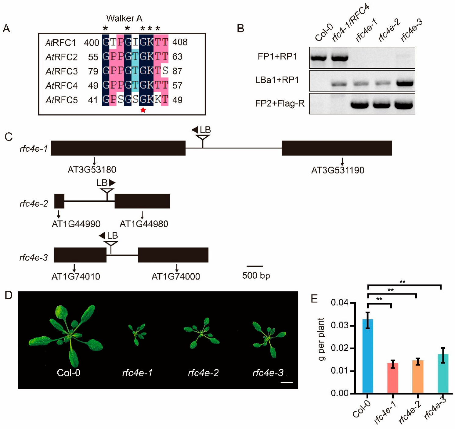 Genes 13 01037 g001 Genes 13 01037 g001