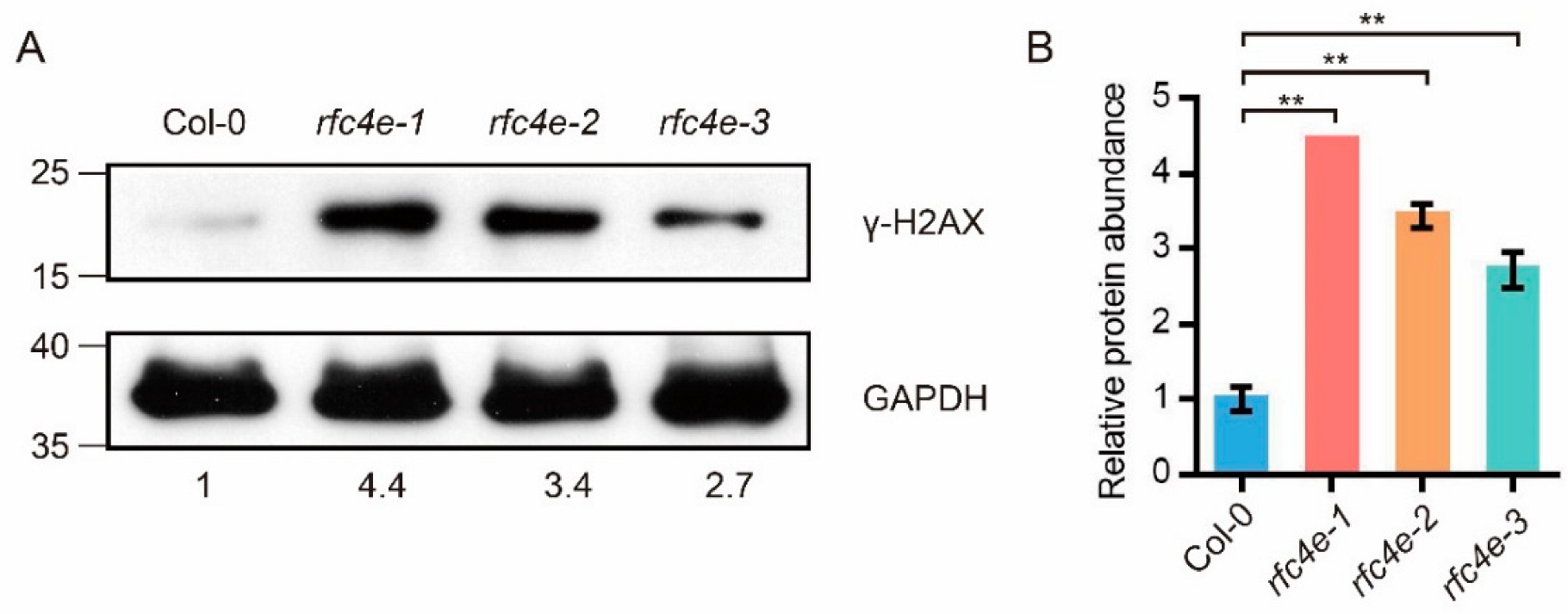 Genes 13 01037 g004 Genes 13 01037 g004