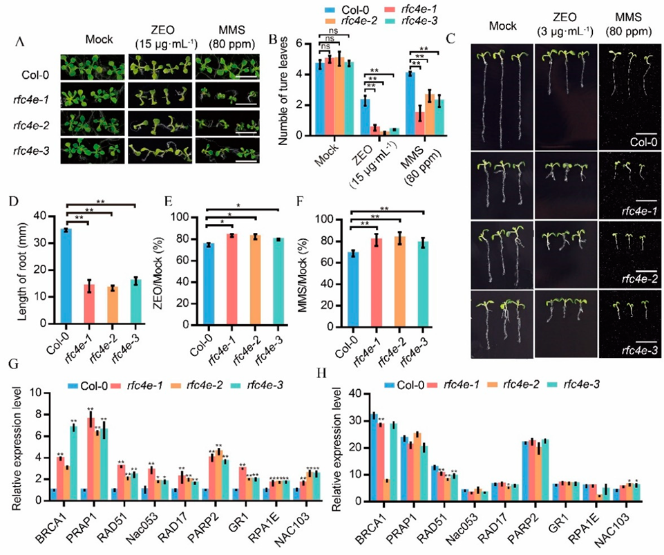 Genes 13 01037 g005 Genes 13 01037 g005