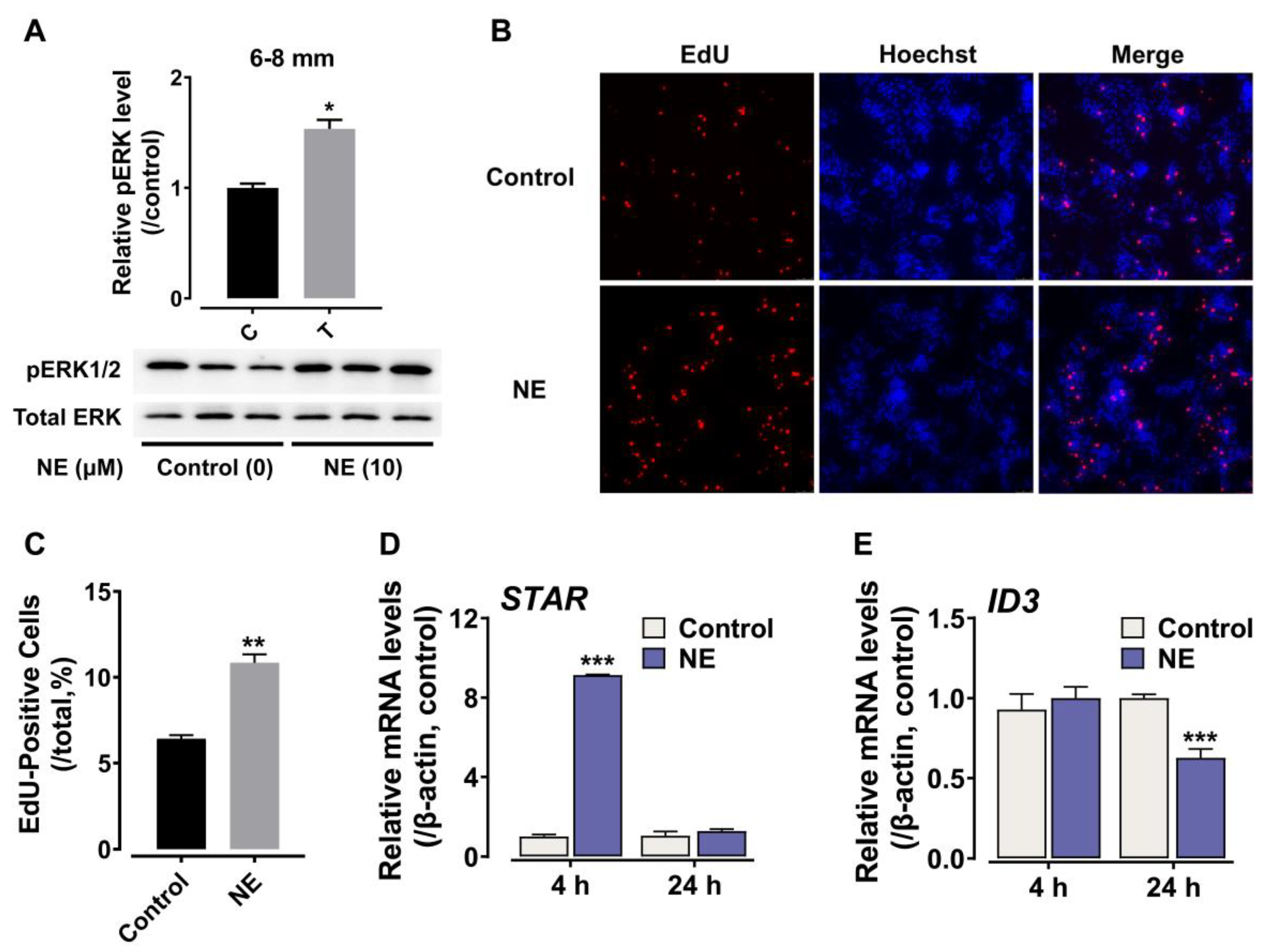Genes 13 01113 g006 Genes 13 01113 g006