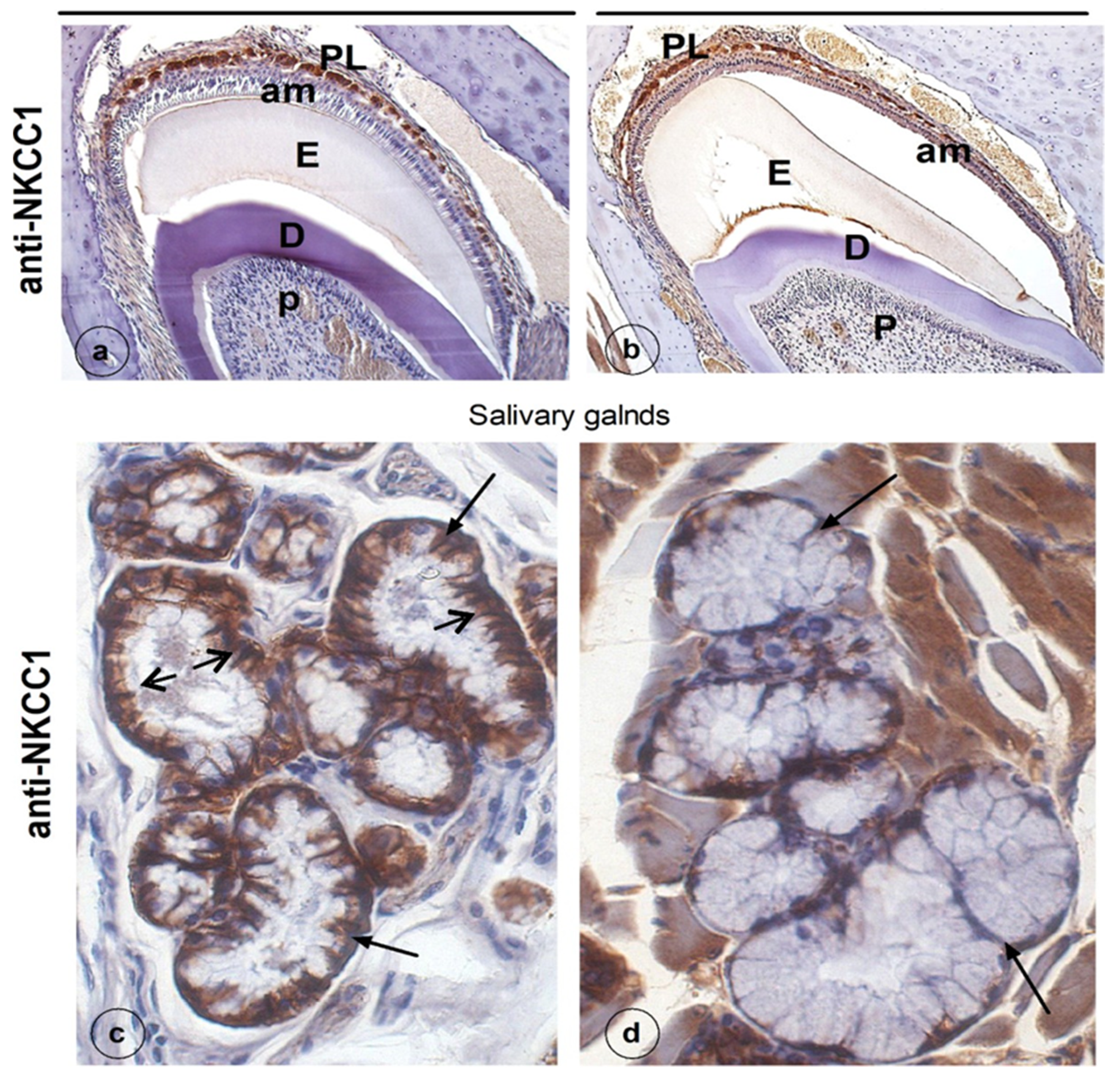 Genes 13 01198 g003 Genes 13 01198 g003