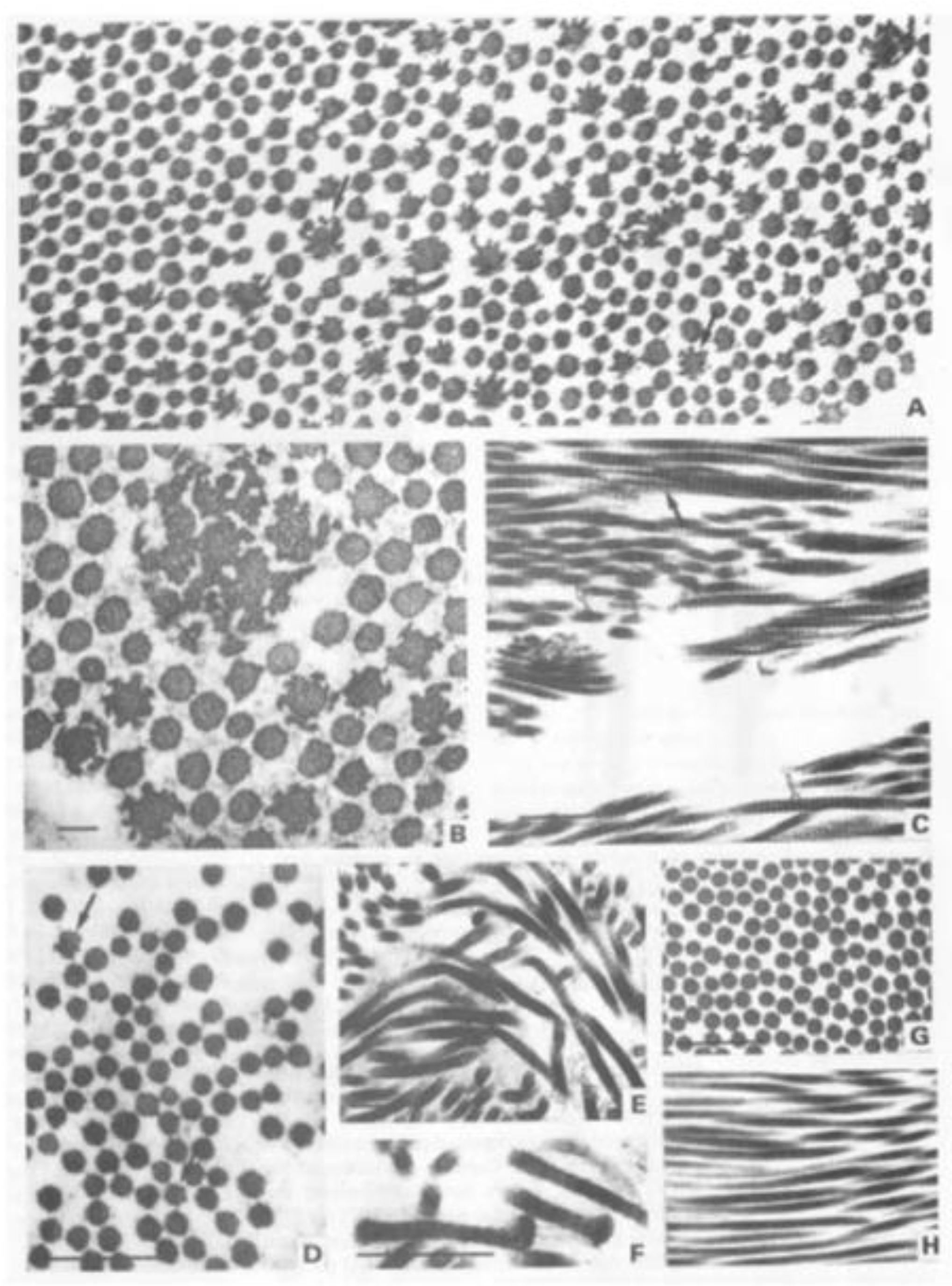 Genes 13 01199 g003 Genes 13 01199 g003
