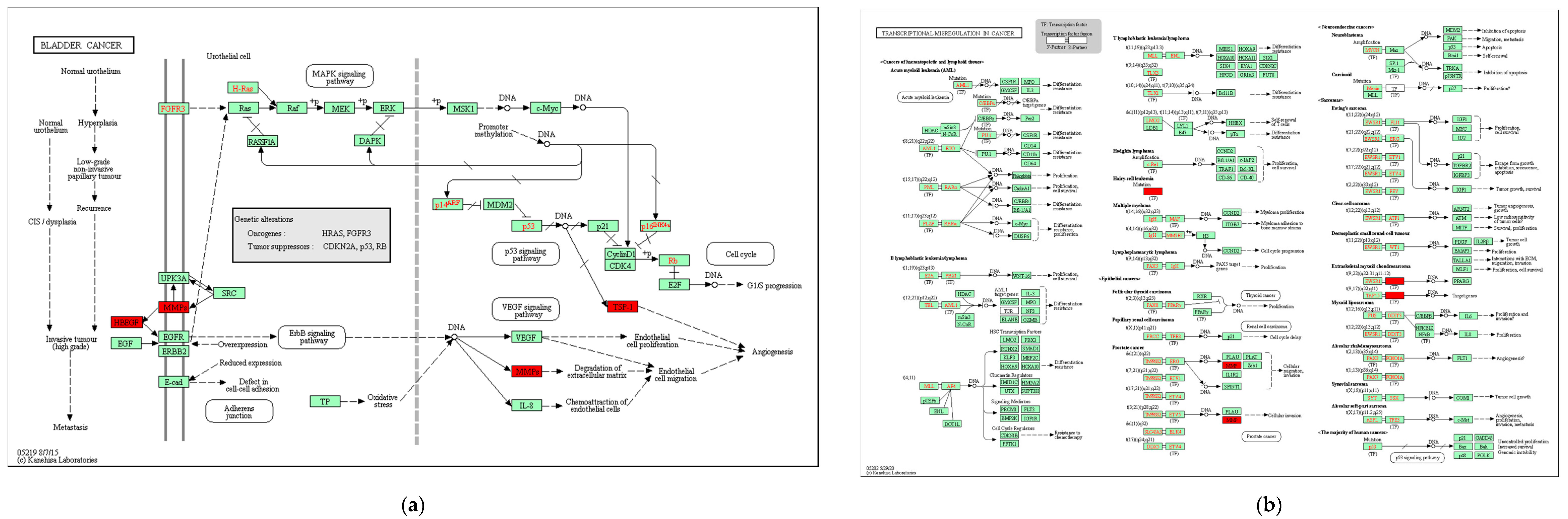 Genes 13 01238 g005a Genes 13 01238 g005a